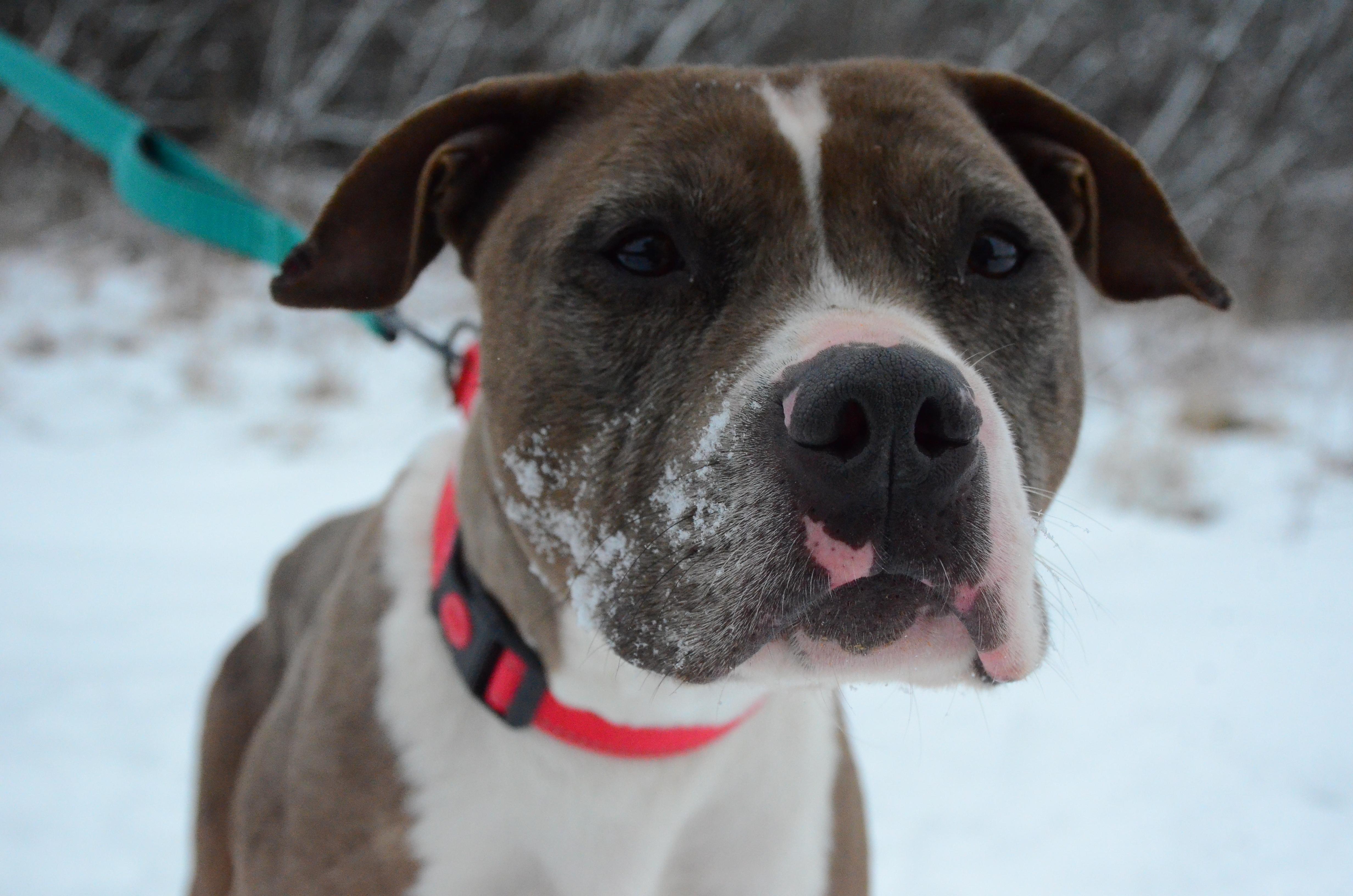 Enlarge Columbia, a Adoptable mixed breed in Montreal, QC image 4/5