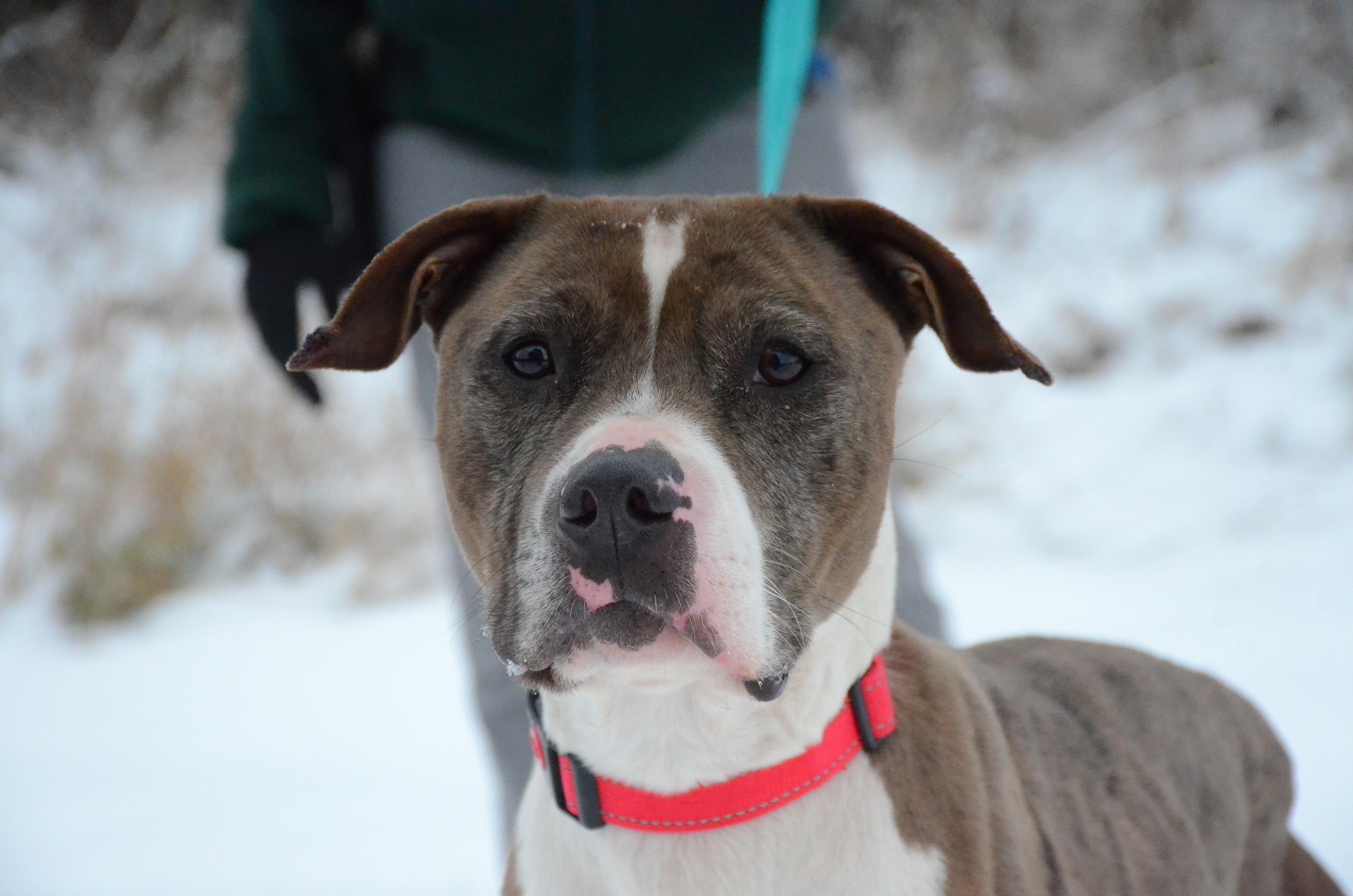 Enlarge Columbia, a Adoptable mixed breed in Montreal, QC image 5/5