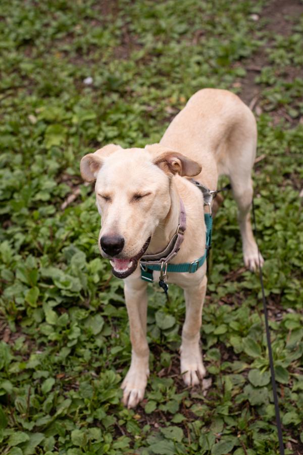Enlarge Marley, a Adoptable mixed breed in Oakville, ON image 1/1