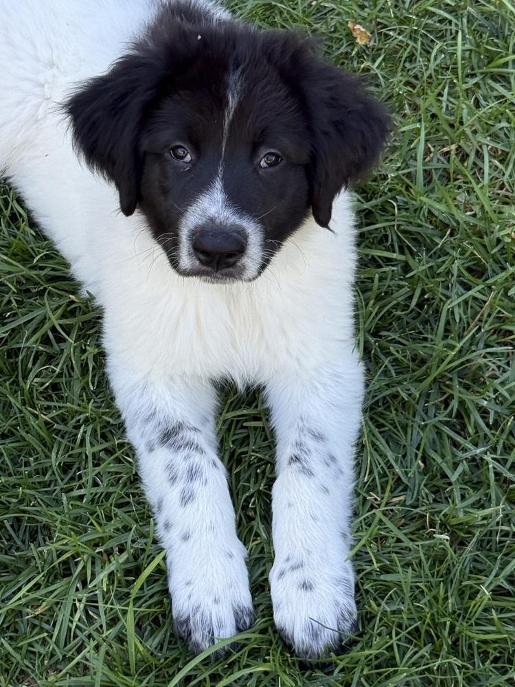 Enlarge Dolezal / Otter, a Adopted mixed breed in Broomfield, CO image 2/2