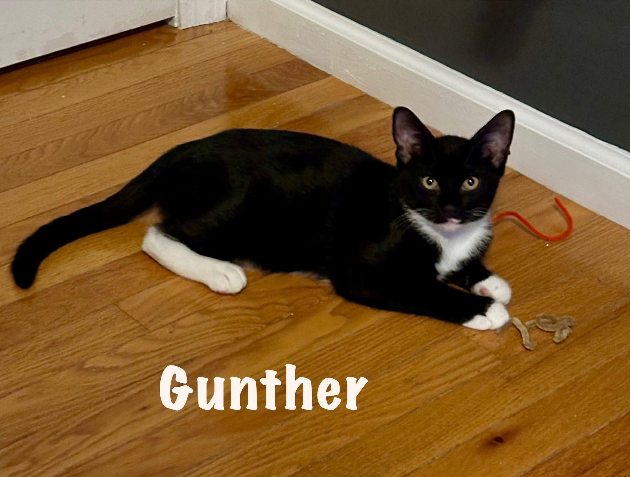 Enlarge Rachel & Gunther, a Adoptable Domestic Short Hair in Canton, MA image 3/4