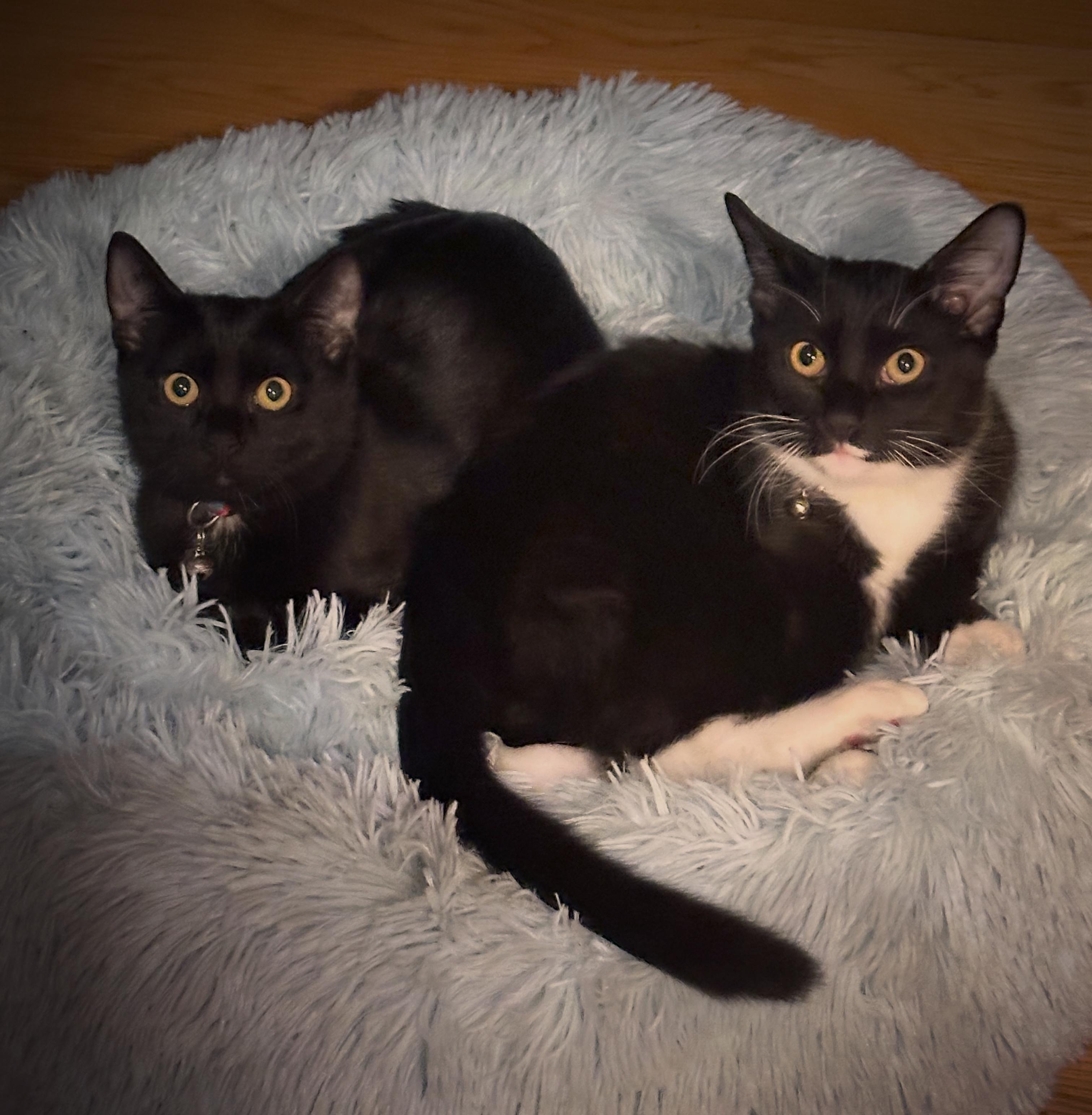Rachel & Gunther, Adoptable, Kitten Female Domestic Short Hair.