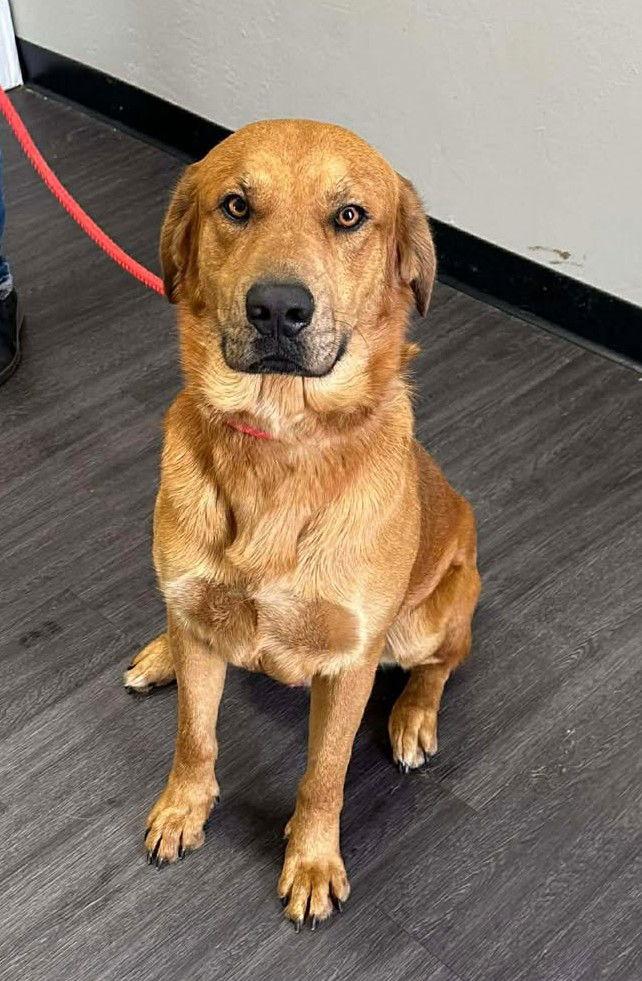 Jaden, Adoptable, Adult Male Retriever.