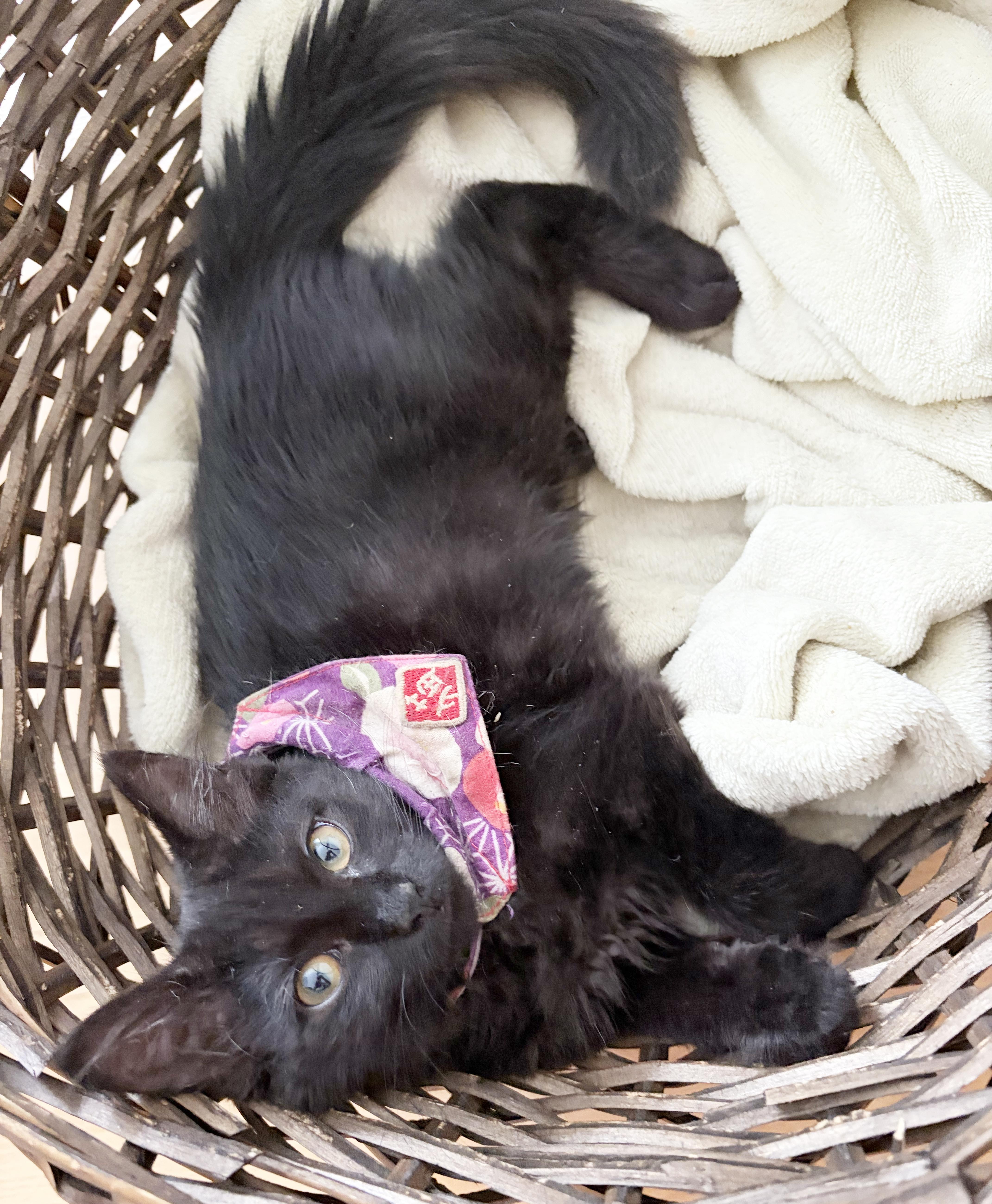 Enlarge Joanie, a Adoptable Domestic Short Hair in Parkville, MO image 3/6