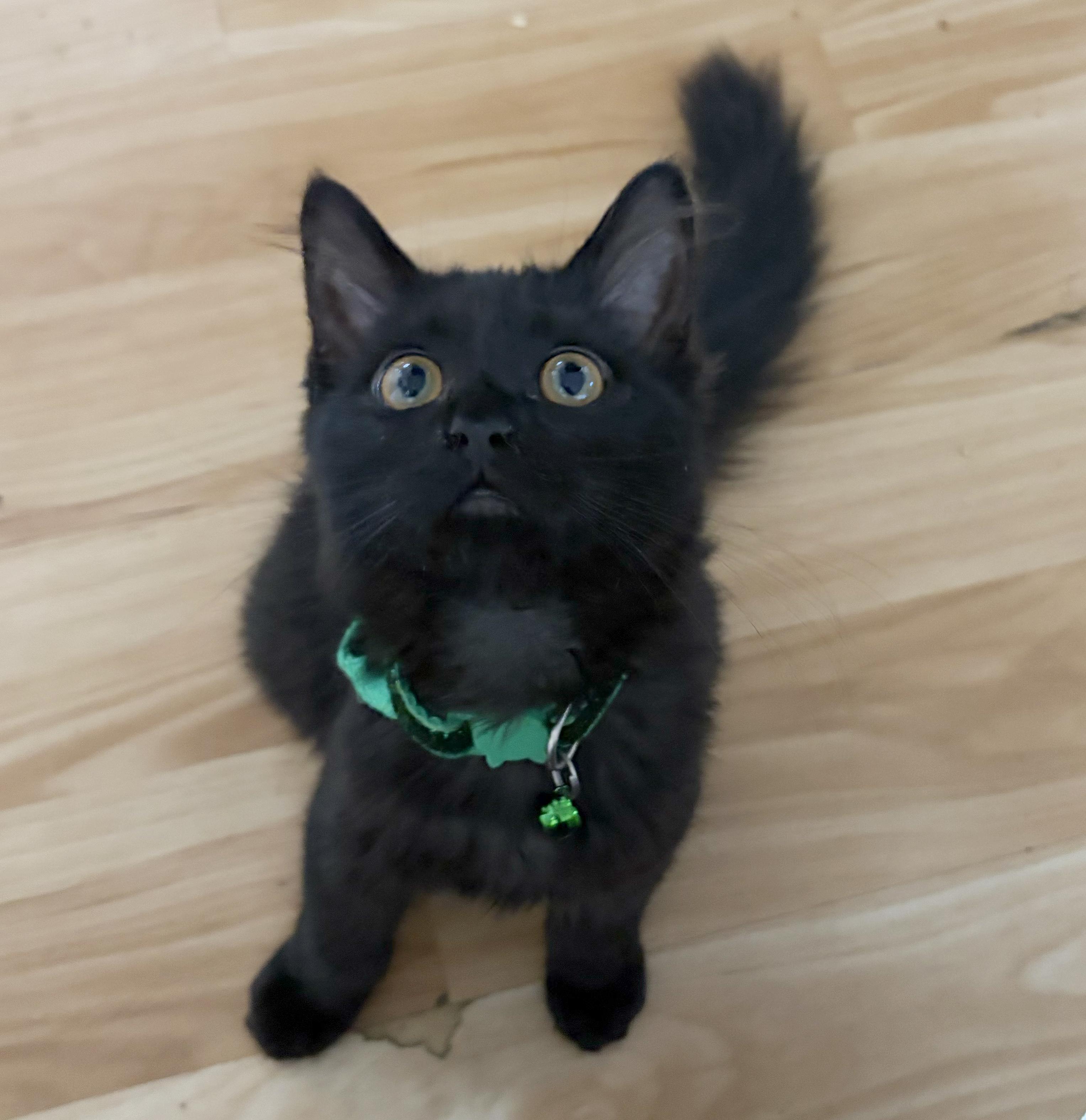 Enlarge Joanie, a Adoptable Domestic Short Hair in Parkville, MO image 2/6