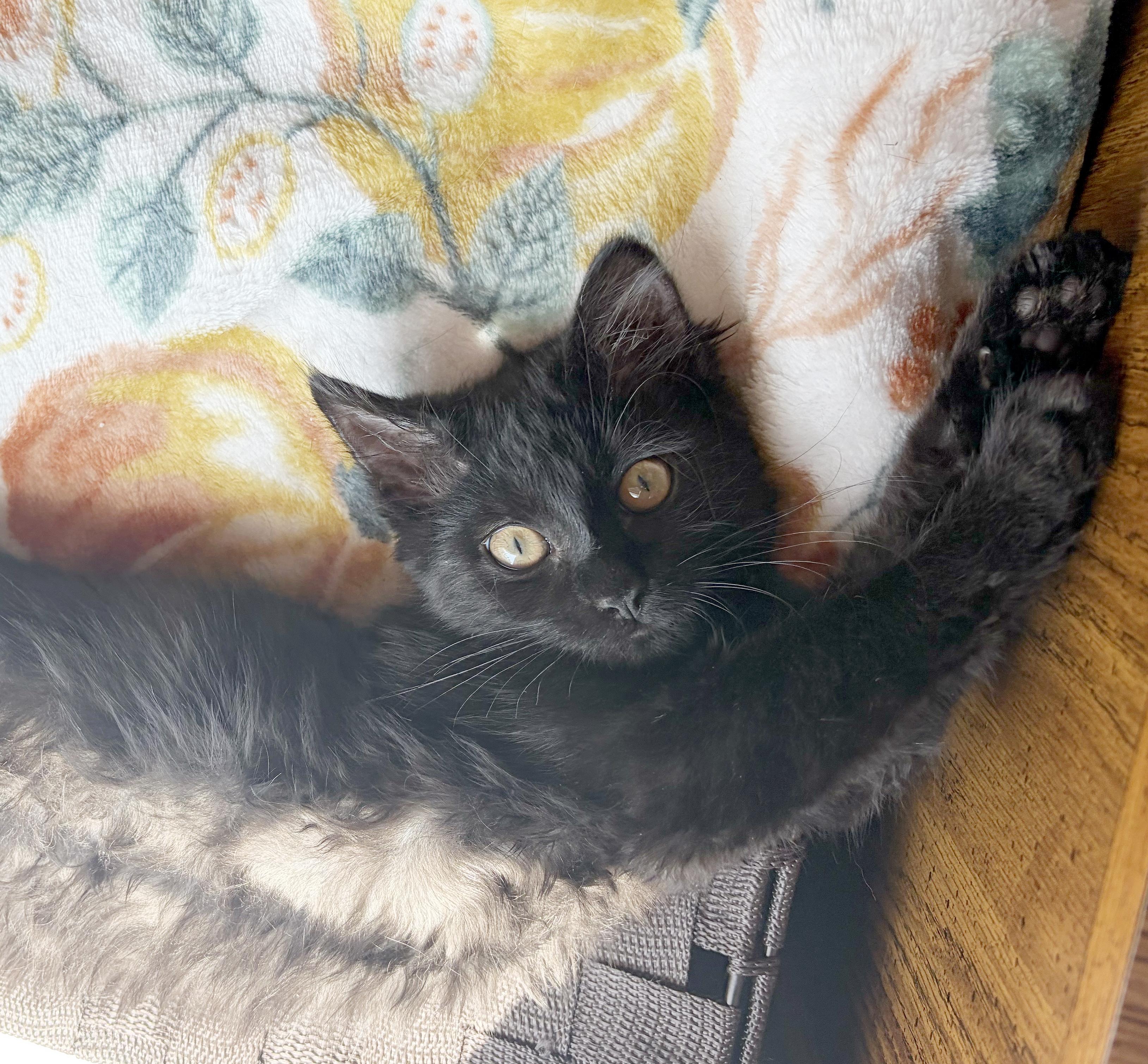 Joanie, Adoptable, Kitten Female Domestic Short Hair.