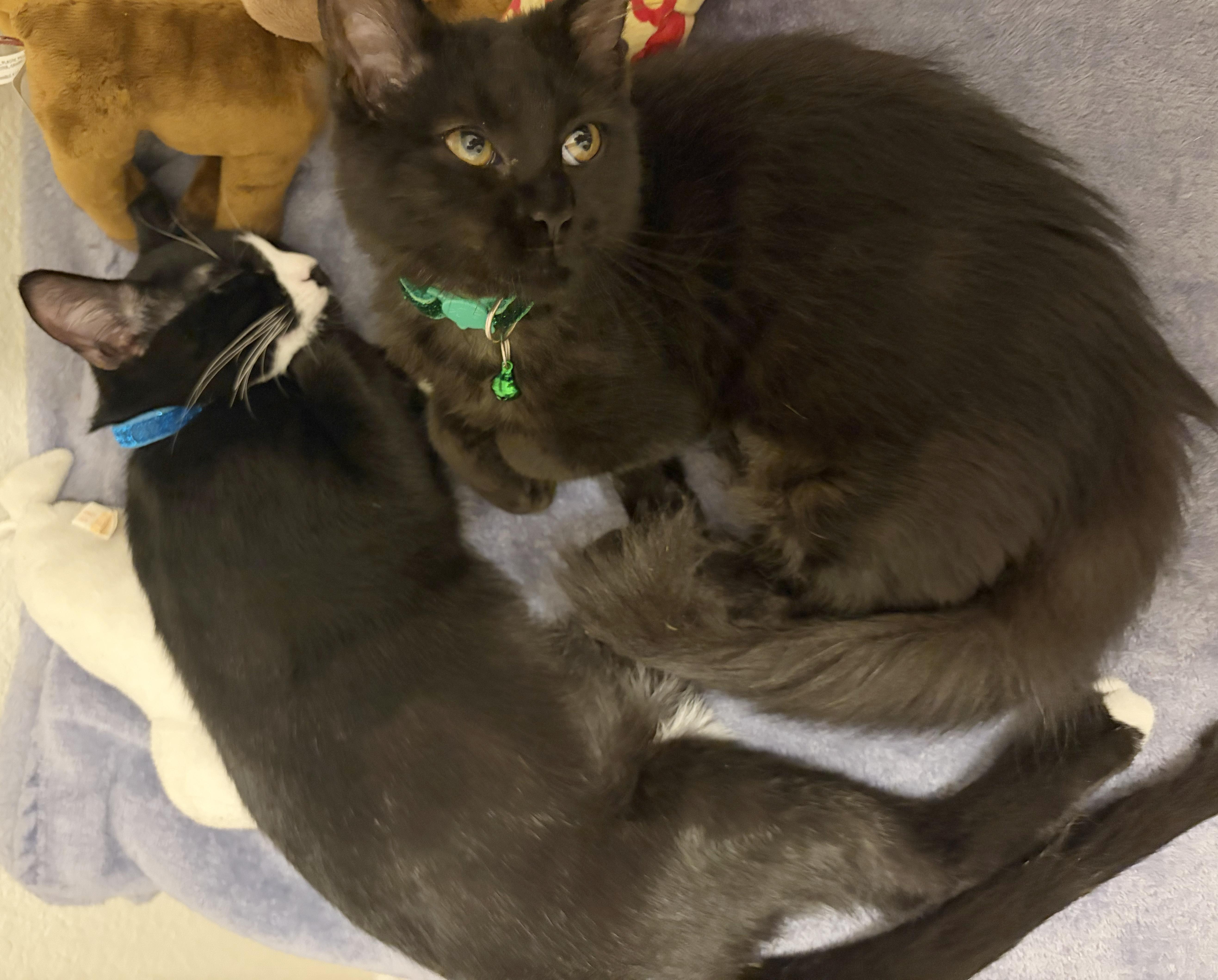 Enlarge Joanie, a Adoptable Domestic Short Hair in Parkville, MO image 4/6