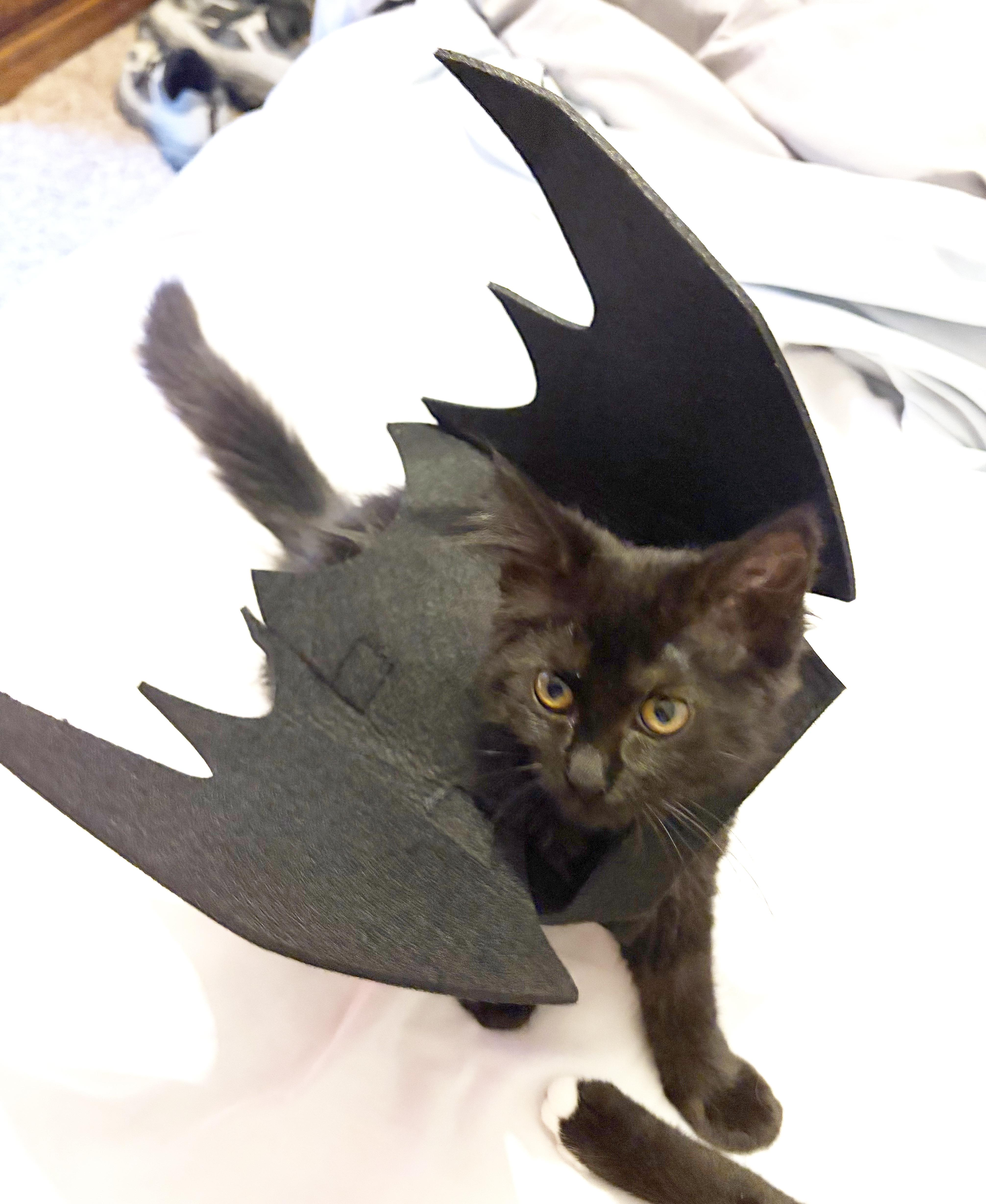 Enlarge Joanie, a Adoptable Domestic Short Hair in Parkville, MO image 5/6