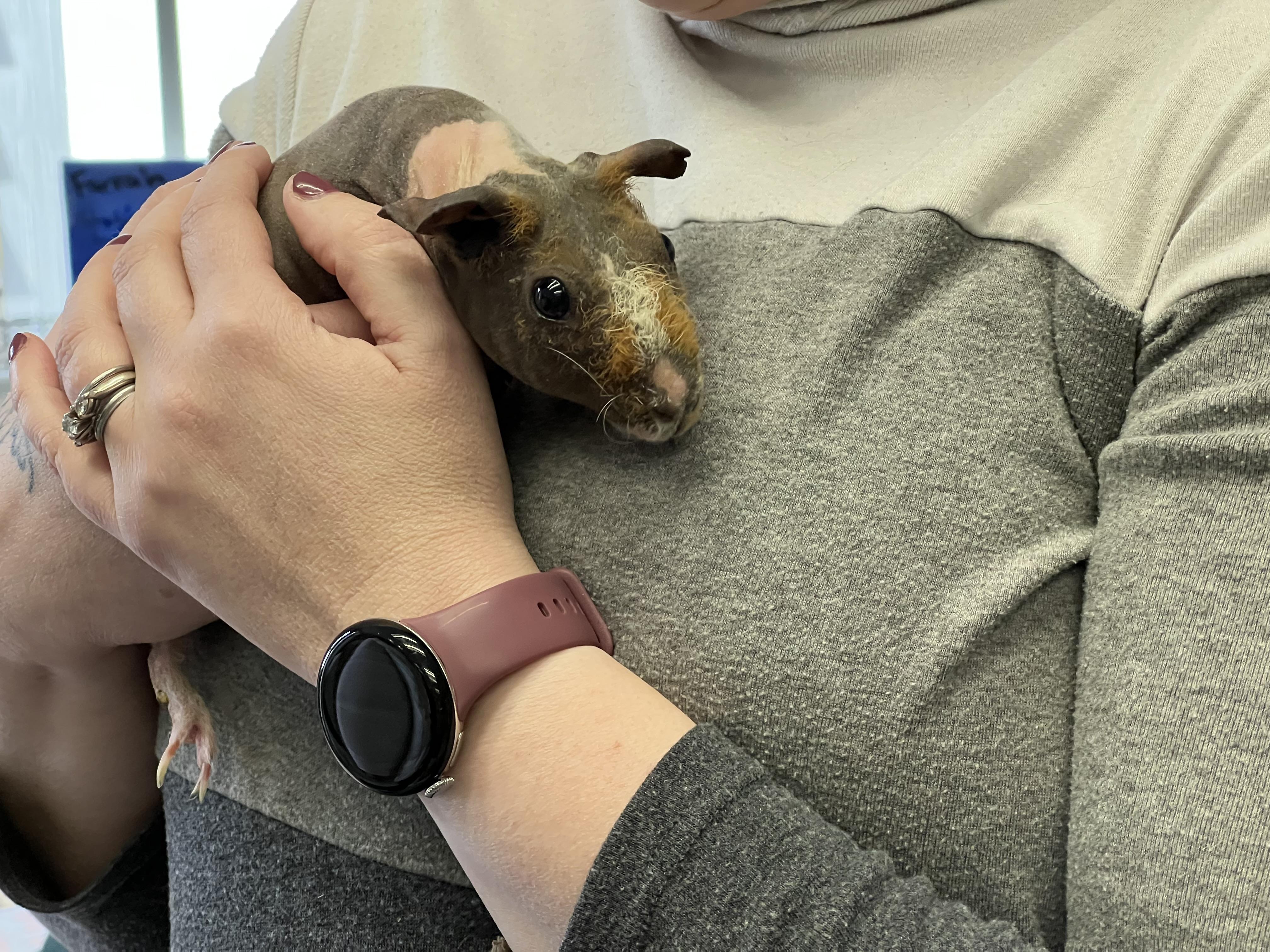 Enlarge Susie & Priscilla, a Adoptable Guinea Pig in Medfield, MA image 2/4