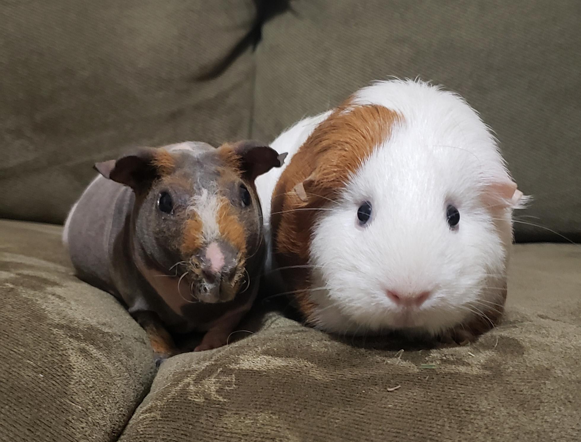 Susie & Priscilla, Adoptable, Adult Female Guinea Pig.