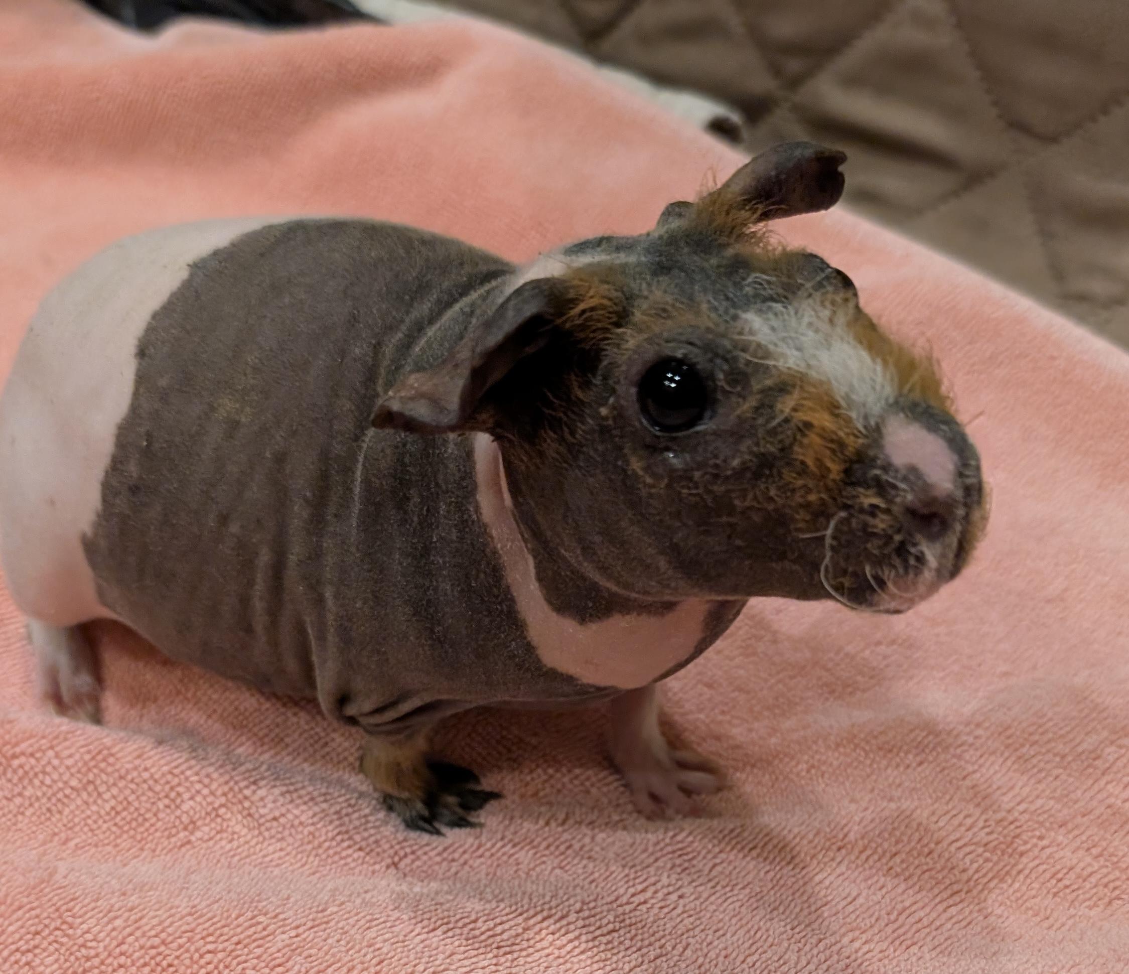 Enlarge Susie & Priscilla, a Adoptable Guinea Pig in Medfield, MA image 4/4