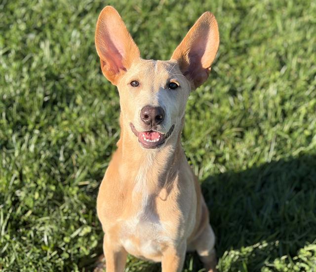 ZERO, Adoptable, Young Female Australian Cattle Dog / Blue Heeler & Mixed Breed.