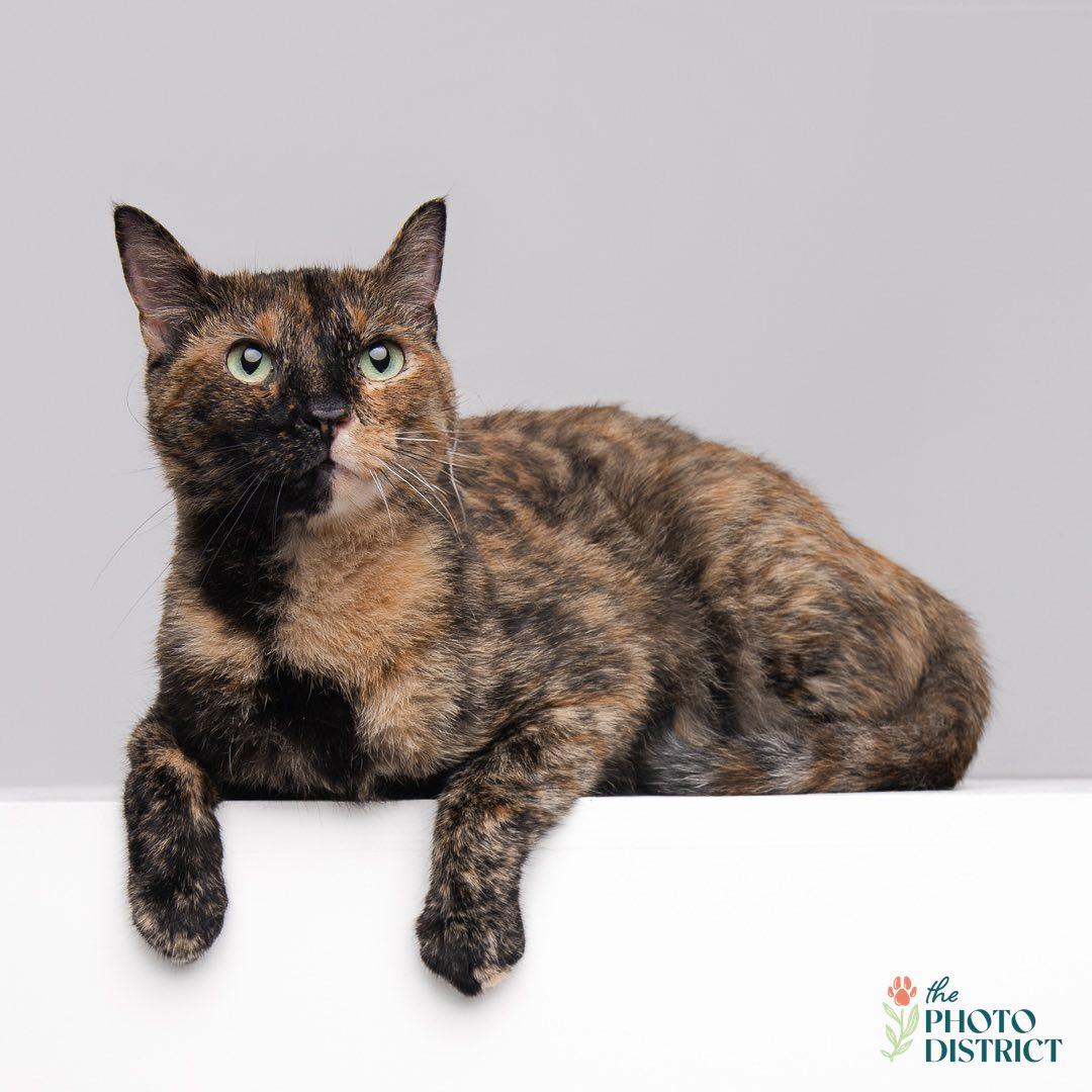 Enlarge Ellis, a Adopted mixed breed in Wilmington, NC image 1/1