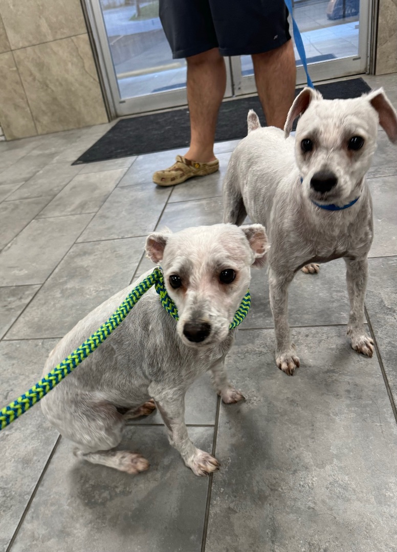 Enlarge Oliver, a Adopted Schnauzer in Burnsville , MN image 1/3