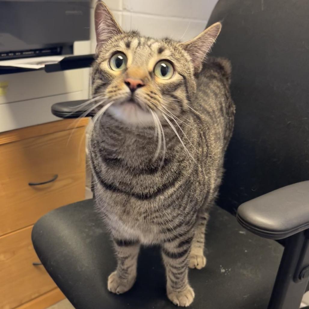 Wesley, Adoptable, Young Male Domestic Short Hair.