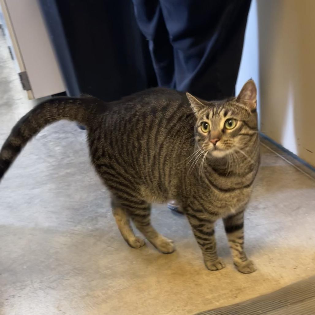 Enlarge Wesley, a Adoptable Domestic Short Hair in Albert Lea, MN image 2/3