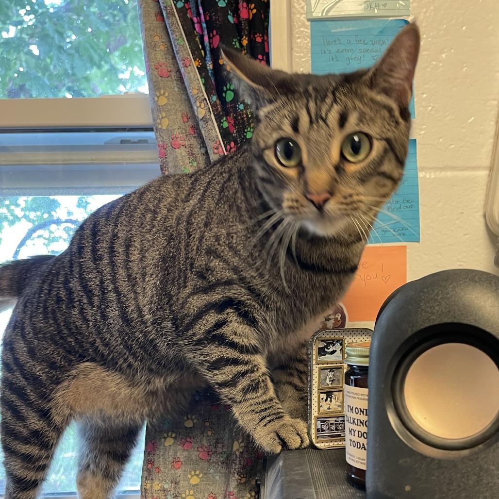 Enlarge Wesley, a Adoptable Domestic Short Hair in Albert Lea, MN image 3/3