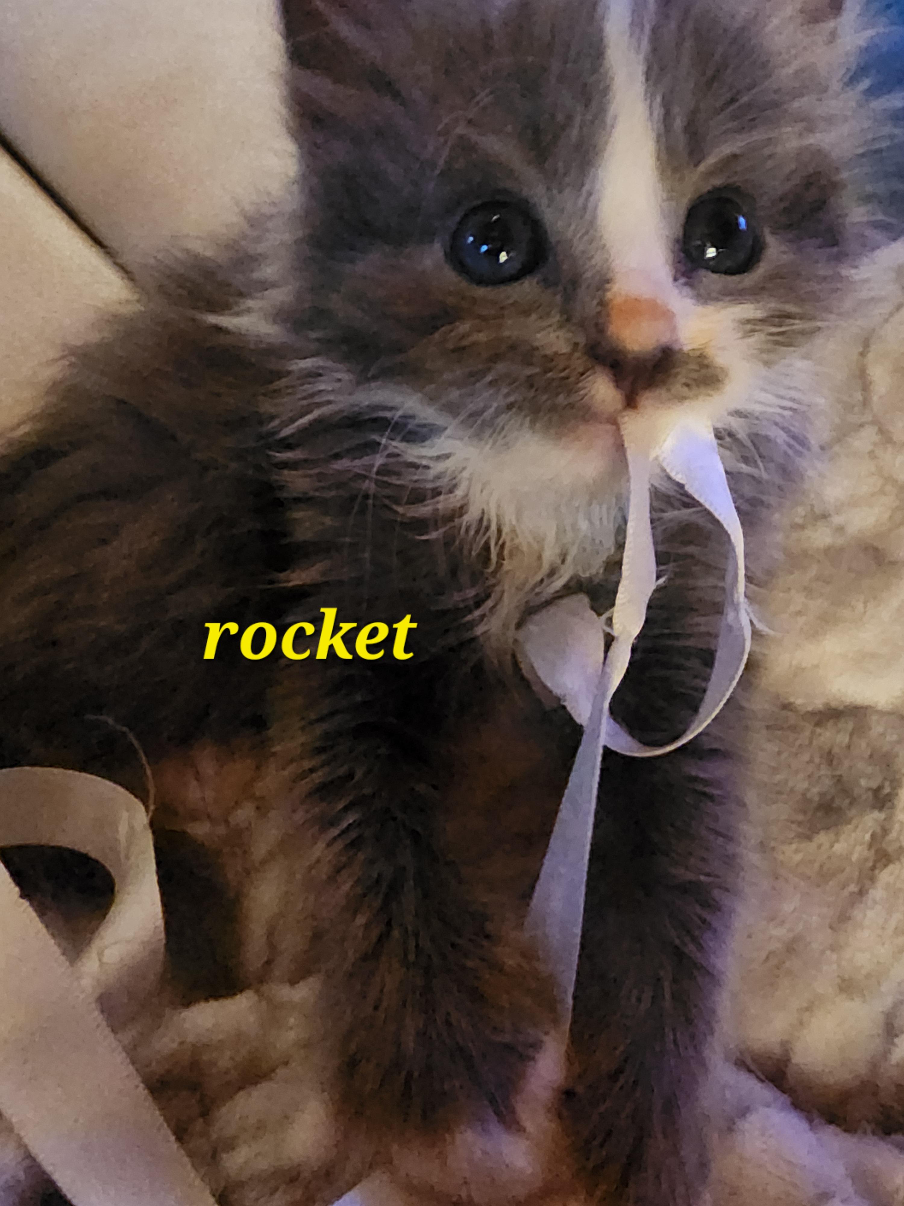Rocket, a ADOPTABLE mixed breed in Carson City, NV image 3/5