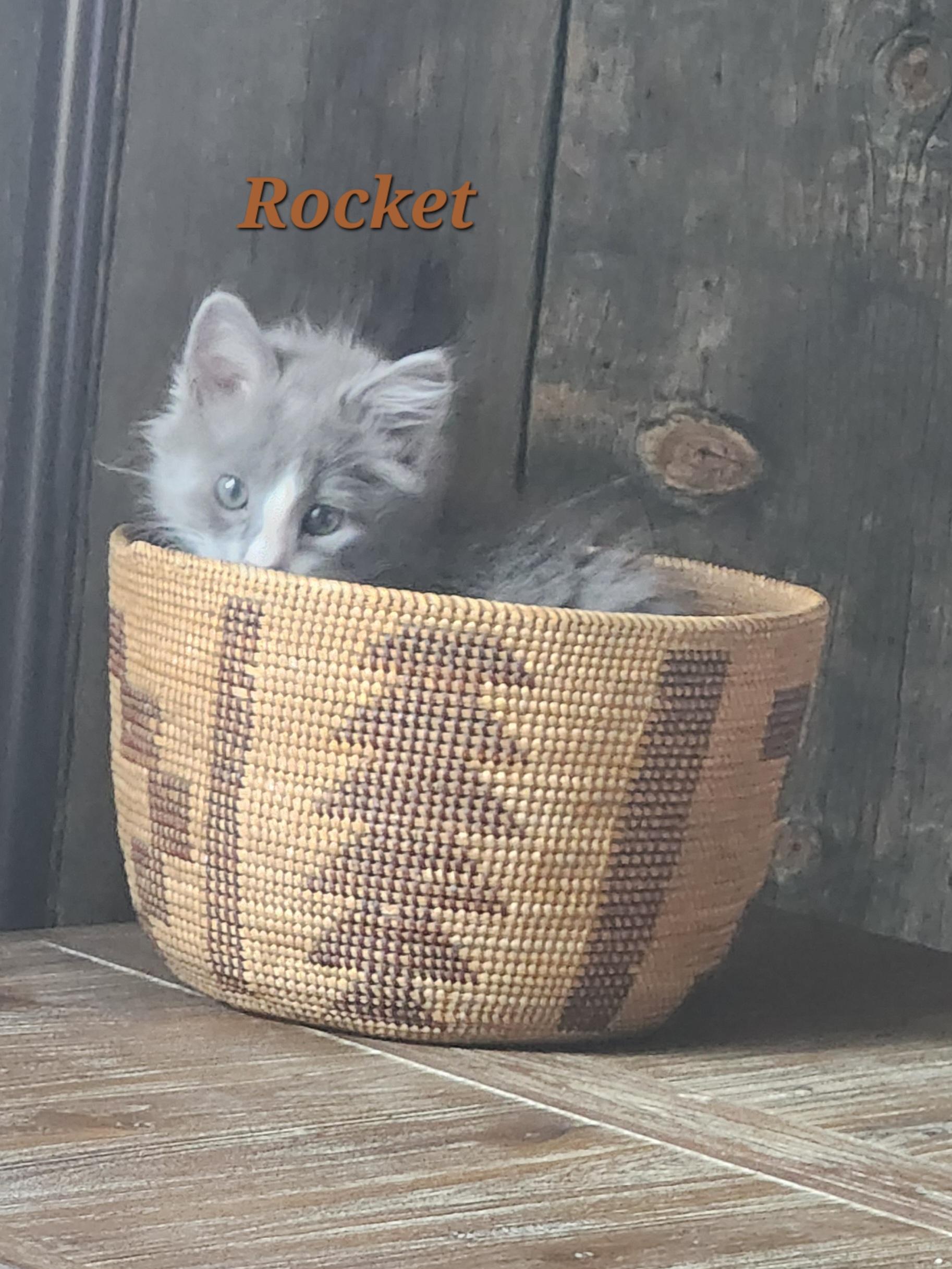 Rocket, a ADOPTABLE mixed breed in Carson City, NV image 2/5