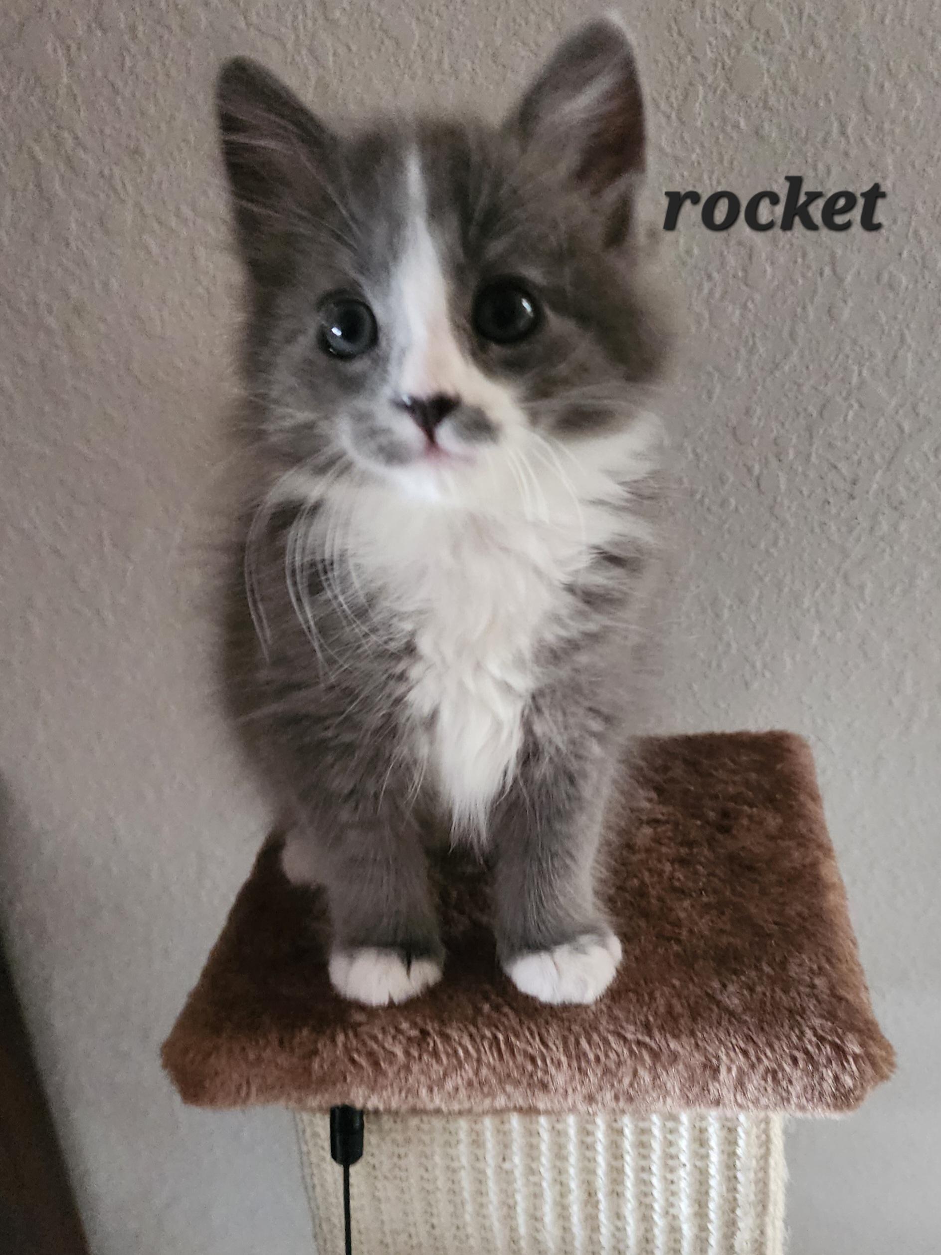 Rocket, a ADOPTABLE mixed breed in Carson City, NV image 5/5