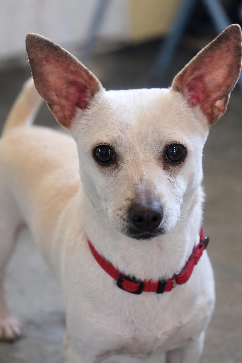 Enlarge Cosmo, a ADOPTABLE mixed breed in Port Angeles, WA image 1/2