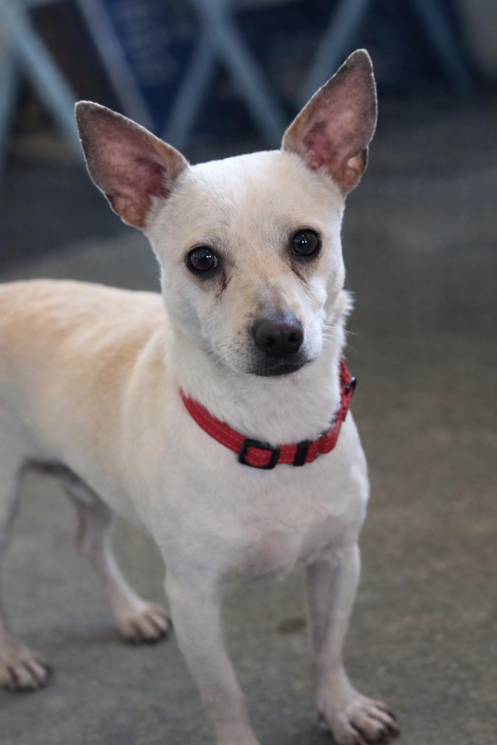 Enlarge Cosmo, a ADOPTABLE mixed breed in Port Angeles, WA image 2/2