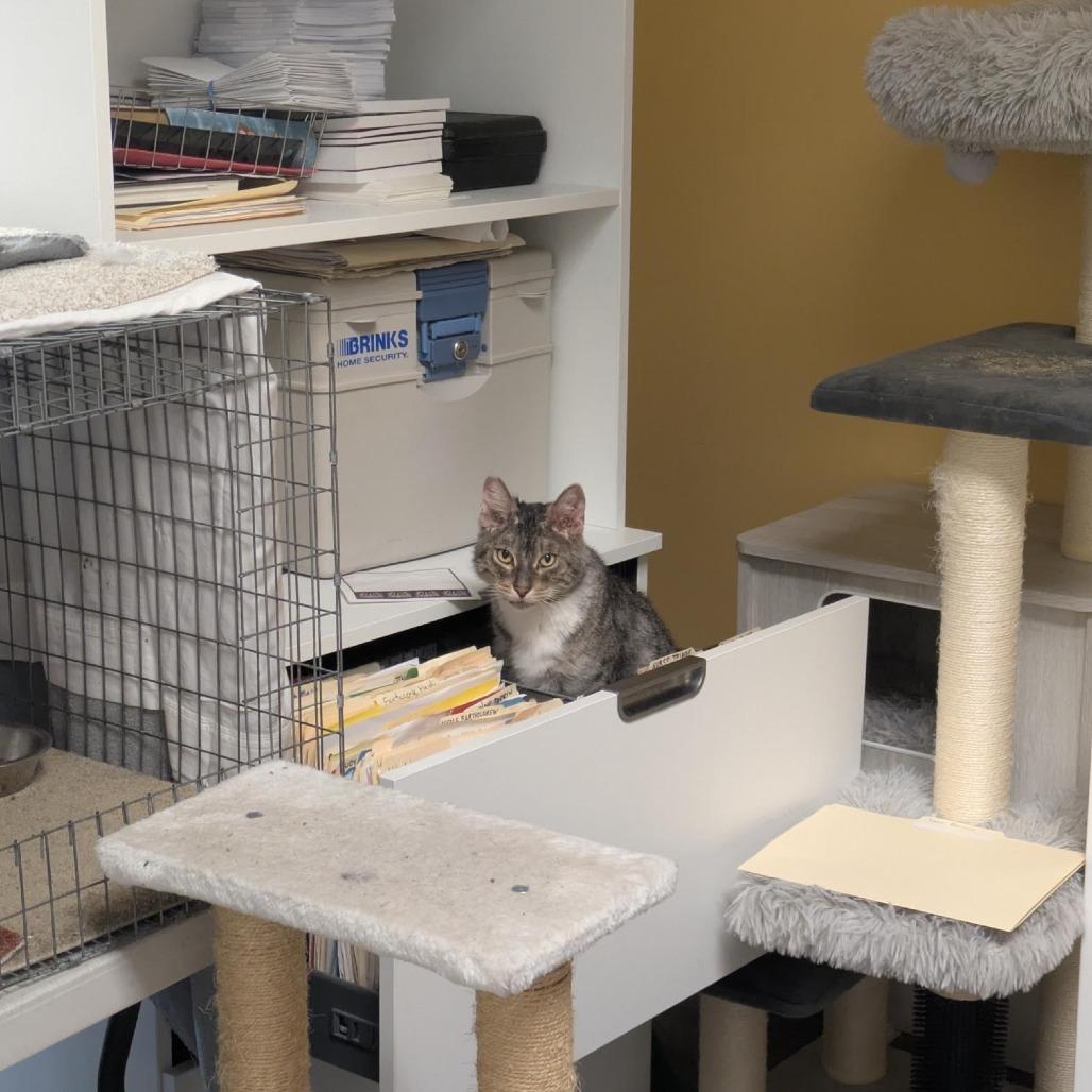 Cap'n Crunch, Adoptable, Senior Male Domestic Short Hair.