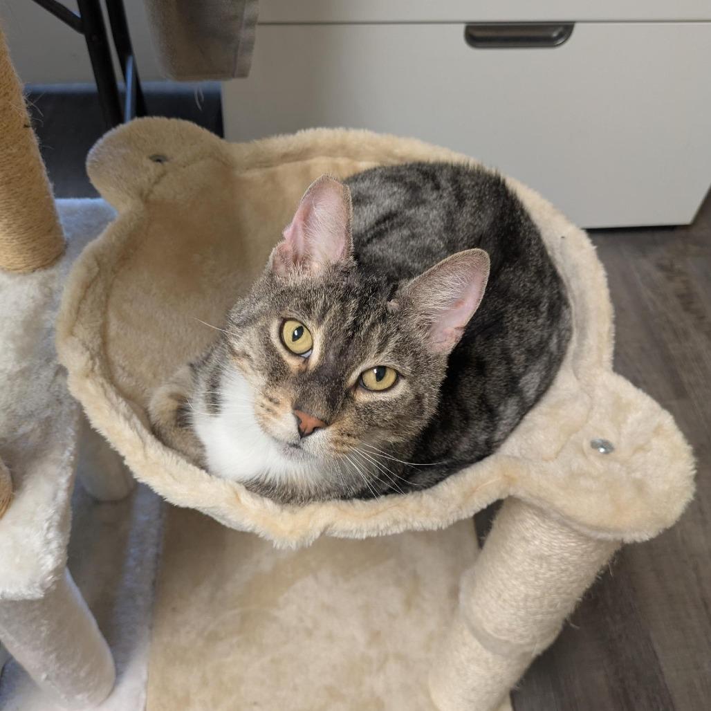 Enlarge Cap'n Crunch, a Adoptable Domestic Short Hair in Santa Rosa, CA image 2/6