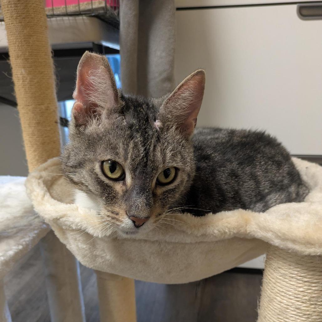 Enlarge Cap'n Crunch, a Adoptable Domestic Short Hair in Santa Rosa, CA image 3/6