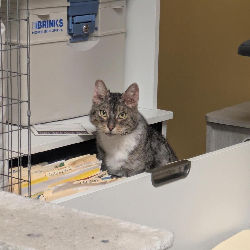Enlarge Cap'n Crunch, a Adoptable Domestic Short Hair in Santa Rosa, CA image 4/6
