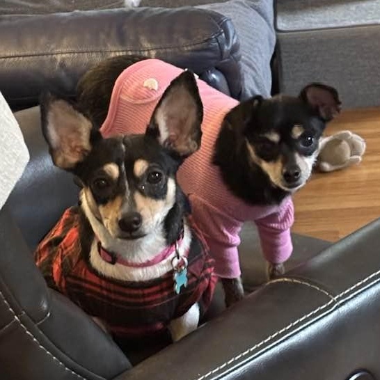 Cece (and Kiva), a ADOPTABLE mixed breed in Port Perry, ON image 6/6