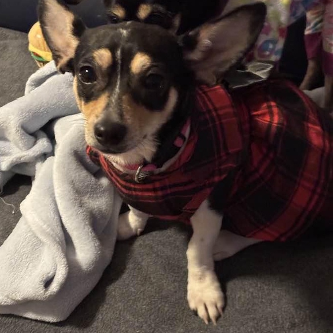 Cece (and Kiva), ADOPTABLE, Adult Female Rat Terrier.