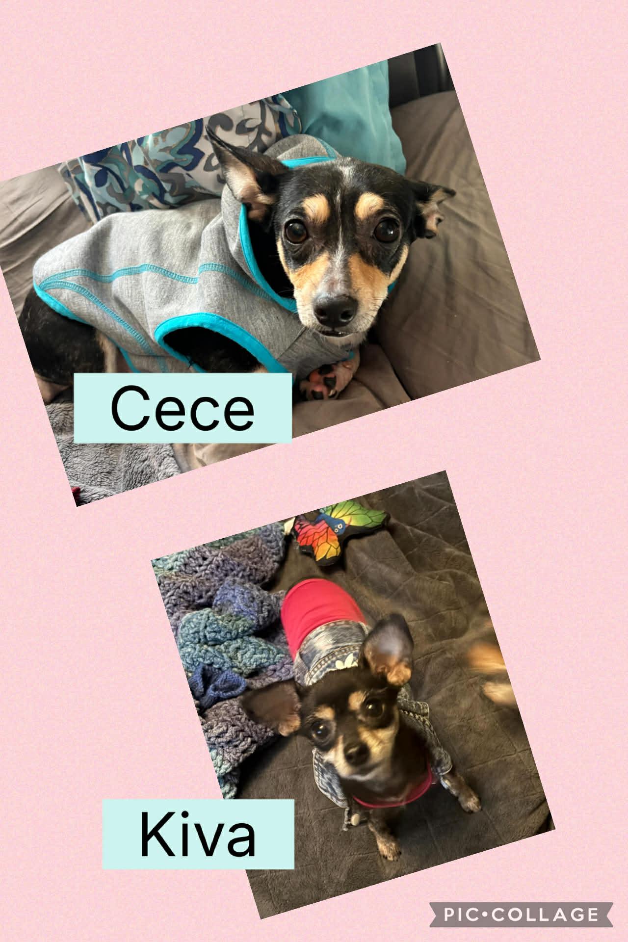 Cece (and Kiva), a ADOPTABLE mixed breed in Windsor, ON image 5/6