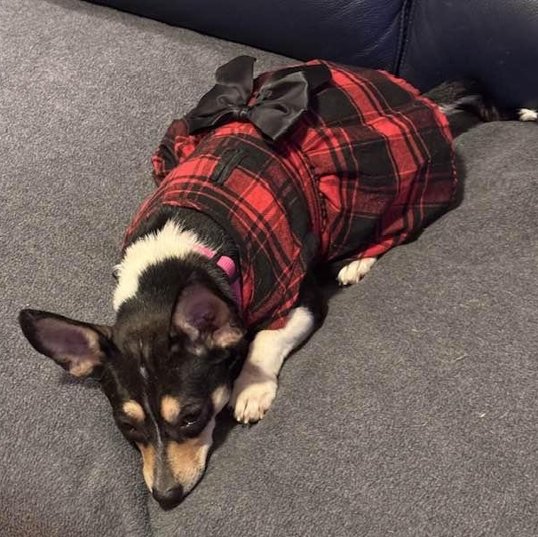 Cece (and Kiva), a ADOPTABLE mixed breed in Port Perry, ON image 2/6