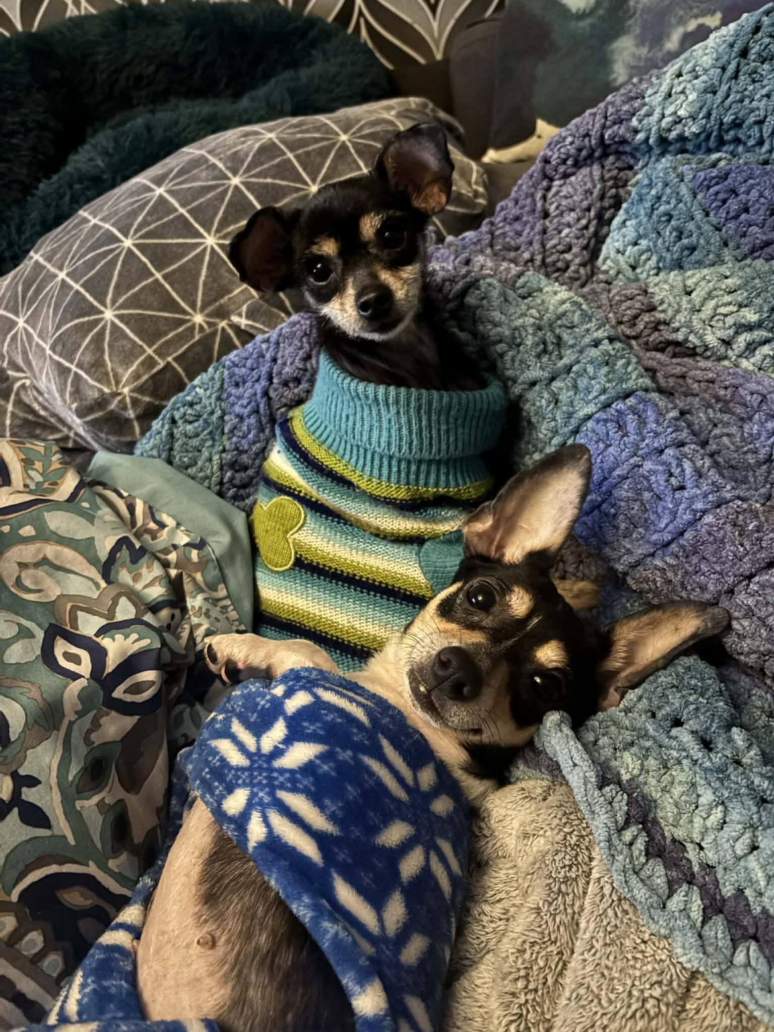 Cece (and Kiva), a ADOPTABLE mixed breed in Windsor, ON image 3/6