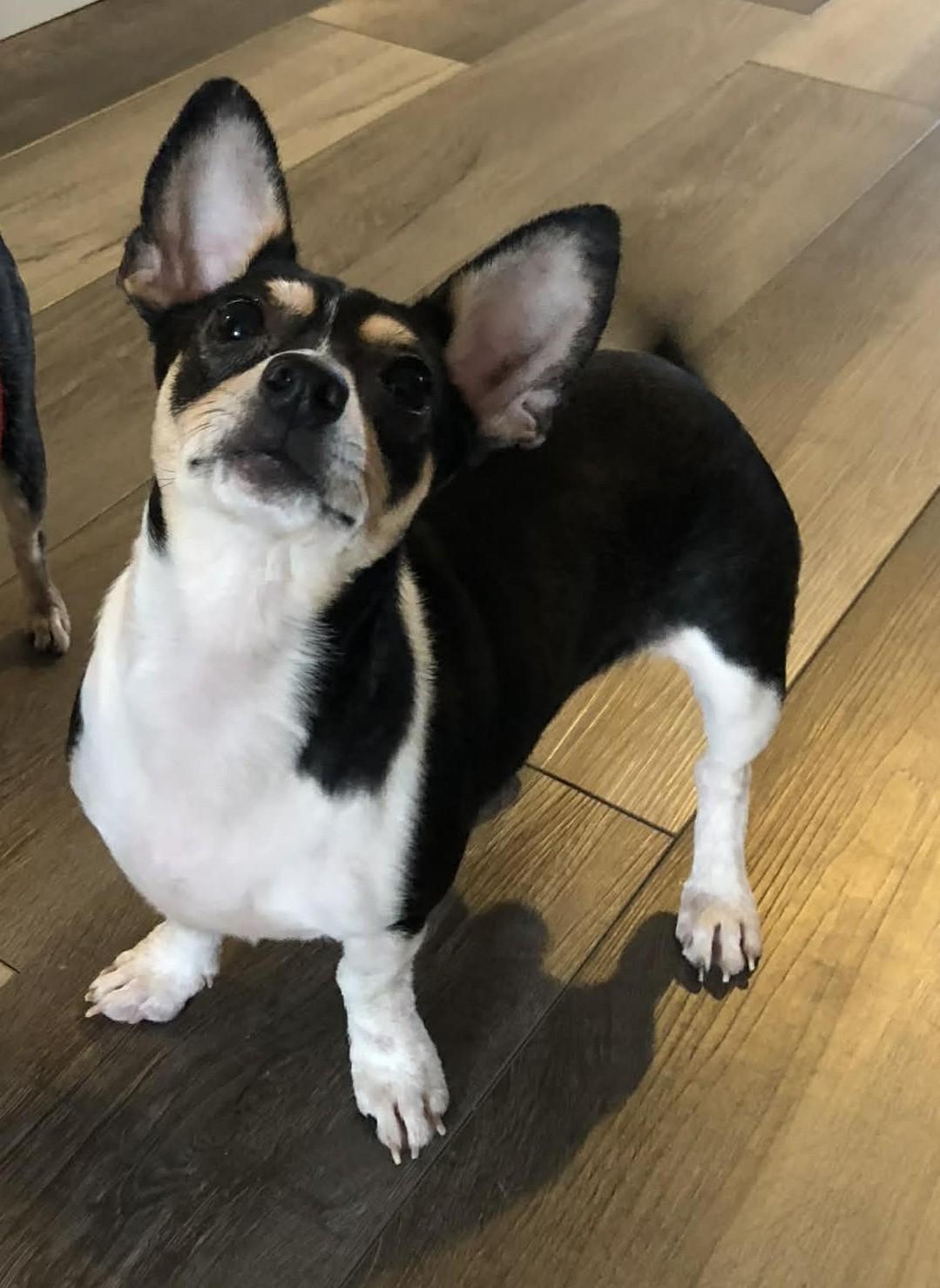 Cece (and Kiva), ADOPTABLE, Adult Female Rat Terrier.