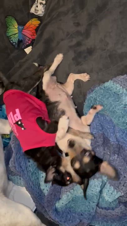 Enlarge Cece (and Kiva), a ADOPTABLE mixed breed in Windsor, ON video 4/6