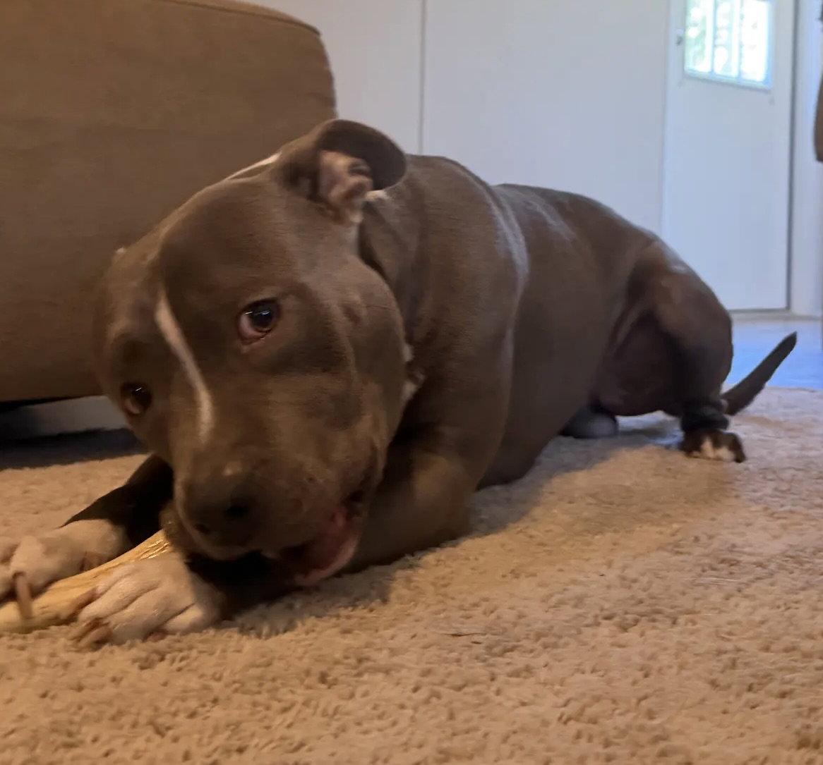 Banks, a Adoptable Pit Bull Terrier in Rocky Point, NC image 2/3