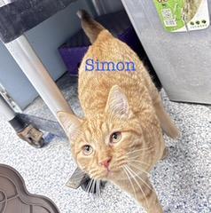 Simon, Adoptable, Young Male Domestic Medium Hair.