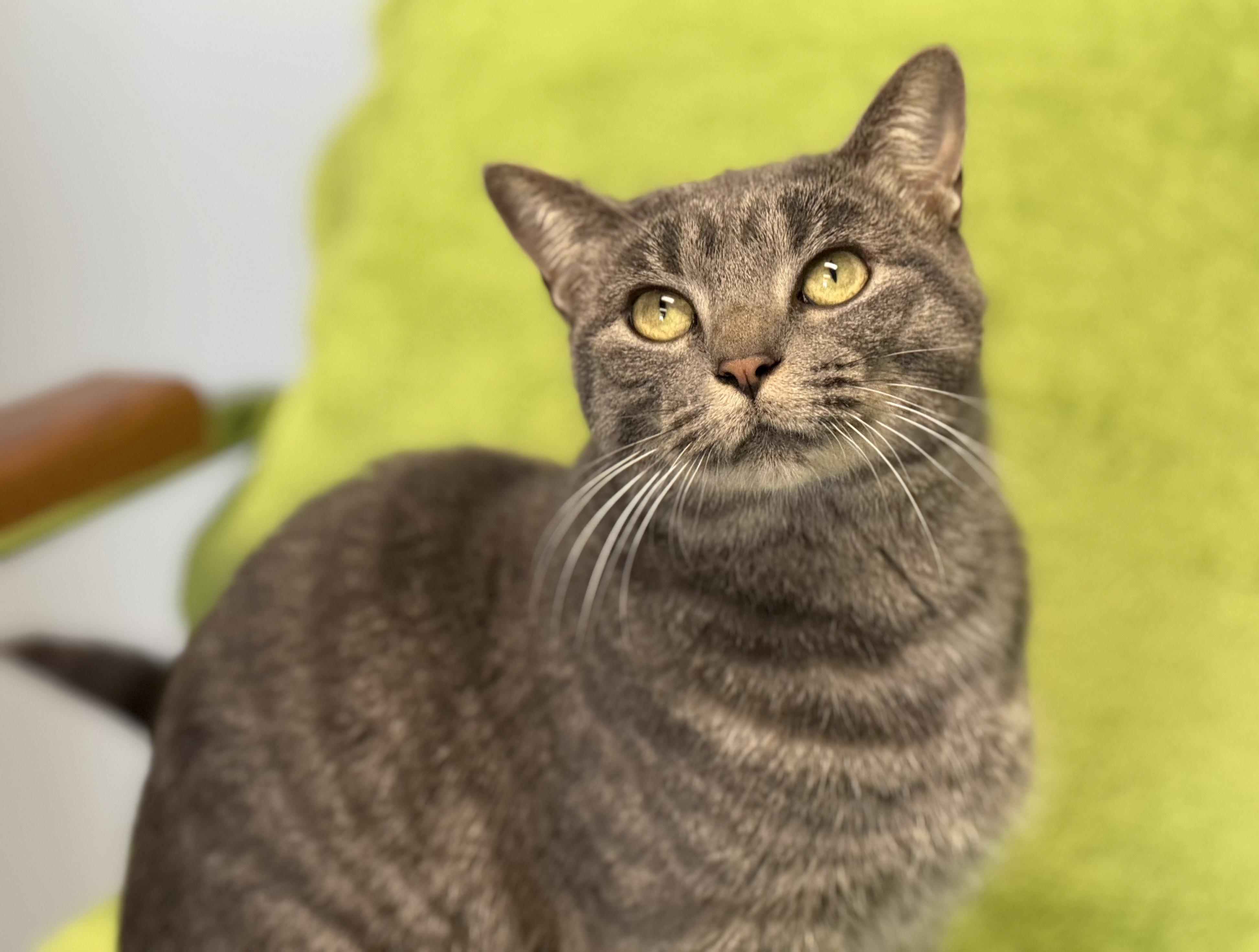 Toby, an adoptable Tabby in Pierre, SD, 57501 | Photo Image 1