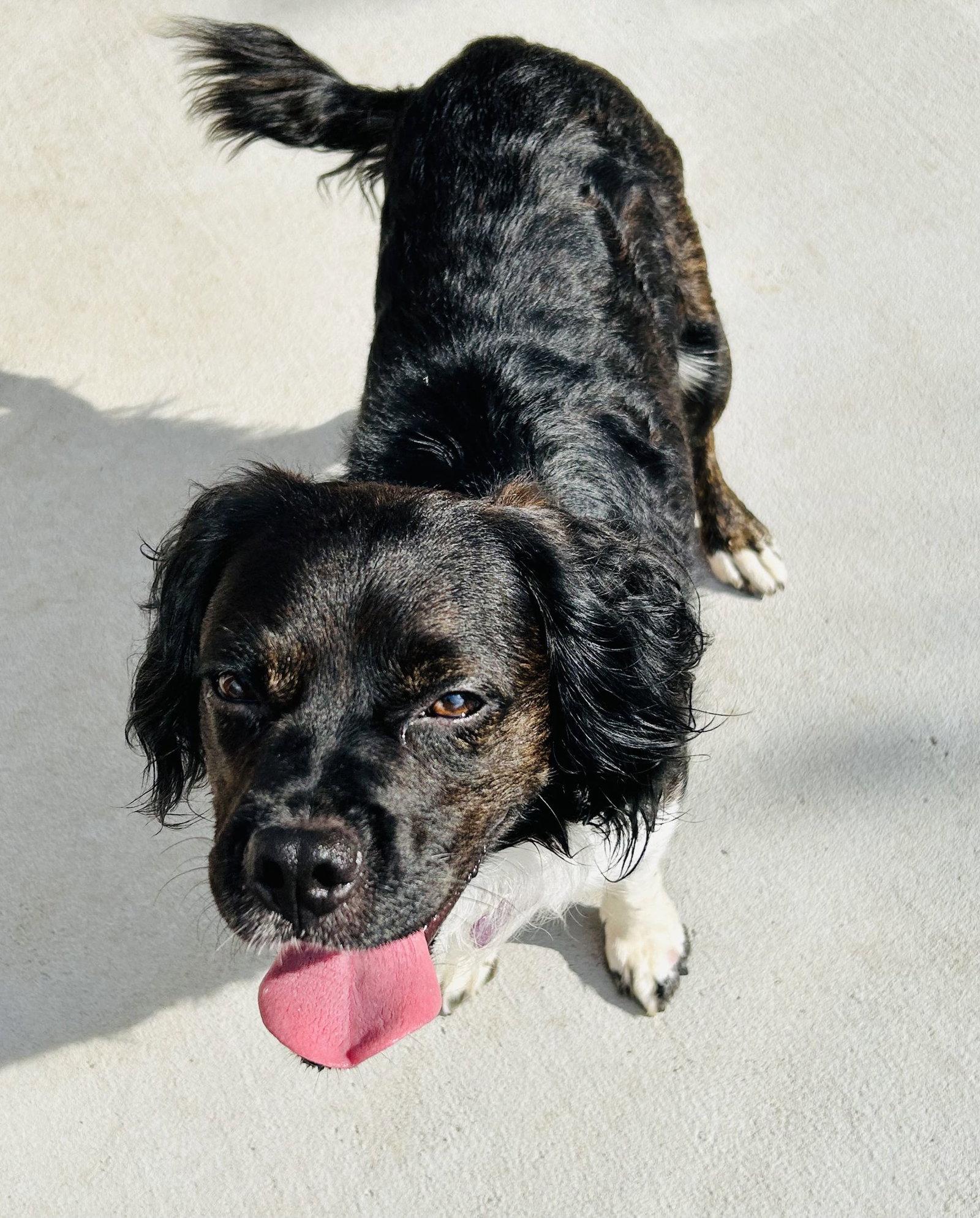 Orville, Adoptable, Adult Male Cocker Spaniel.