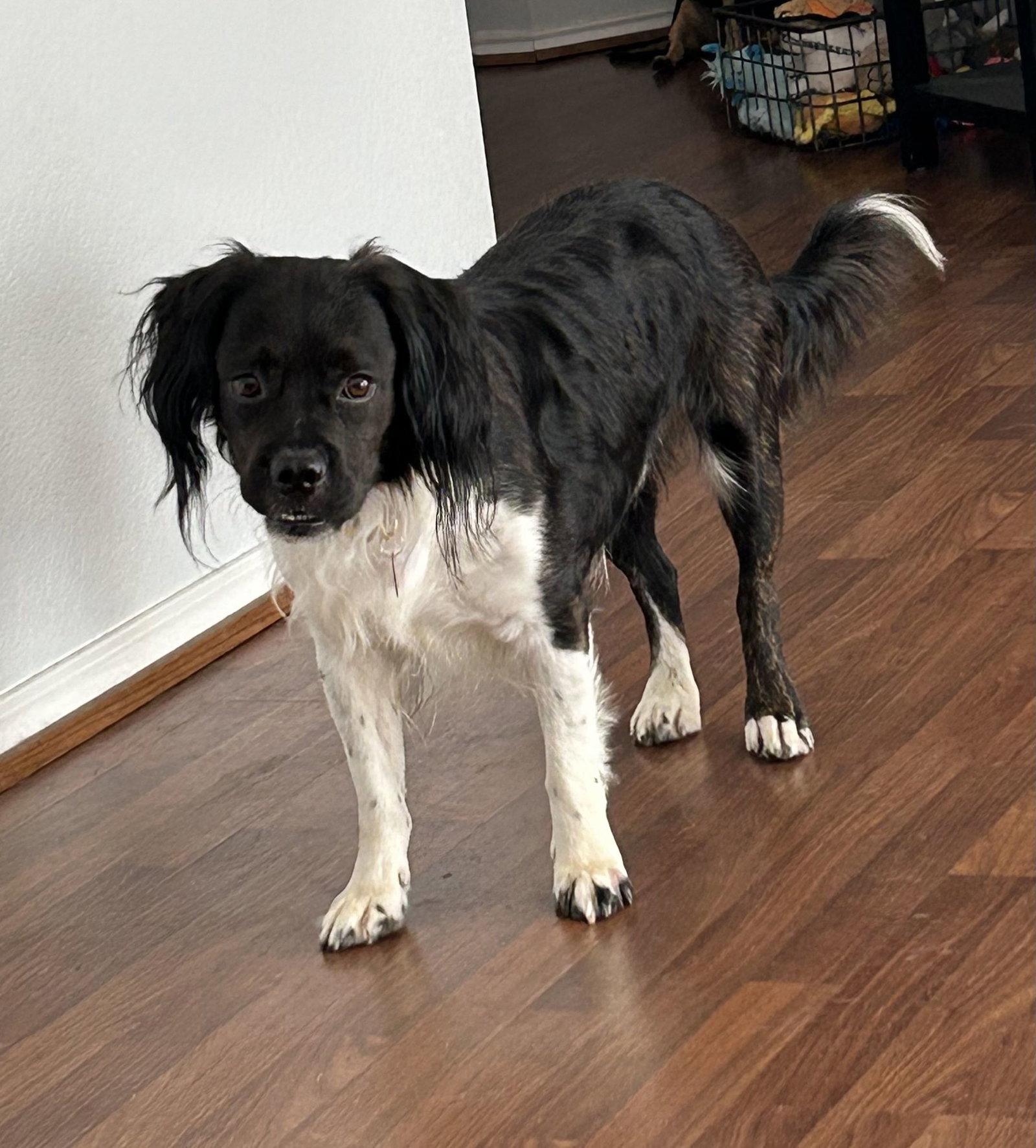 Enlarge Orville, a Adoptable Cocker Spaniel in Fort Worth, TX image 2/3