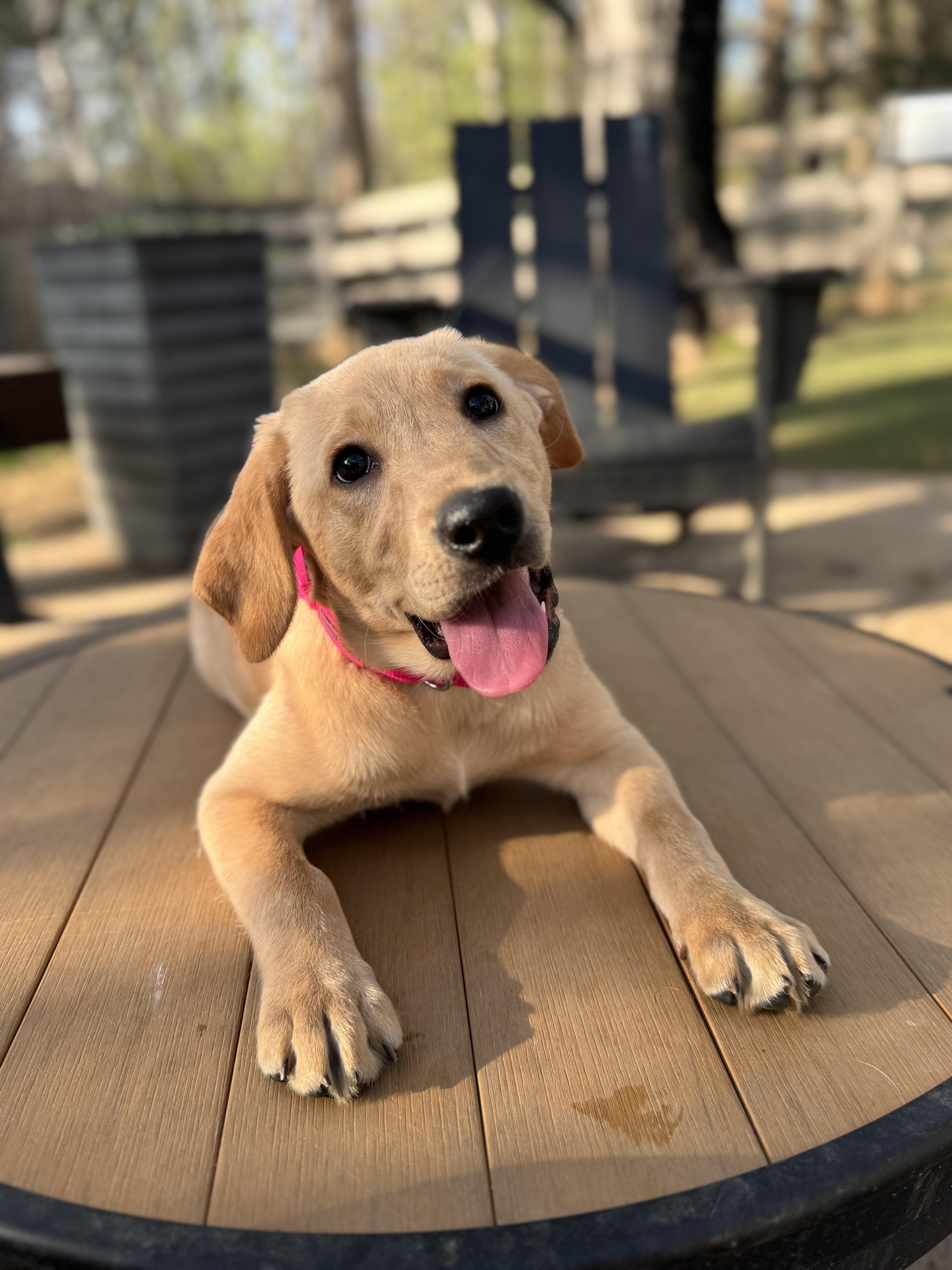 Edna, Adoptable, Puppy Female Yellow Labrador Retriever.