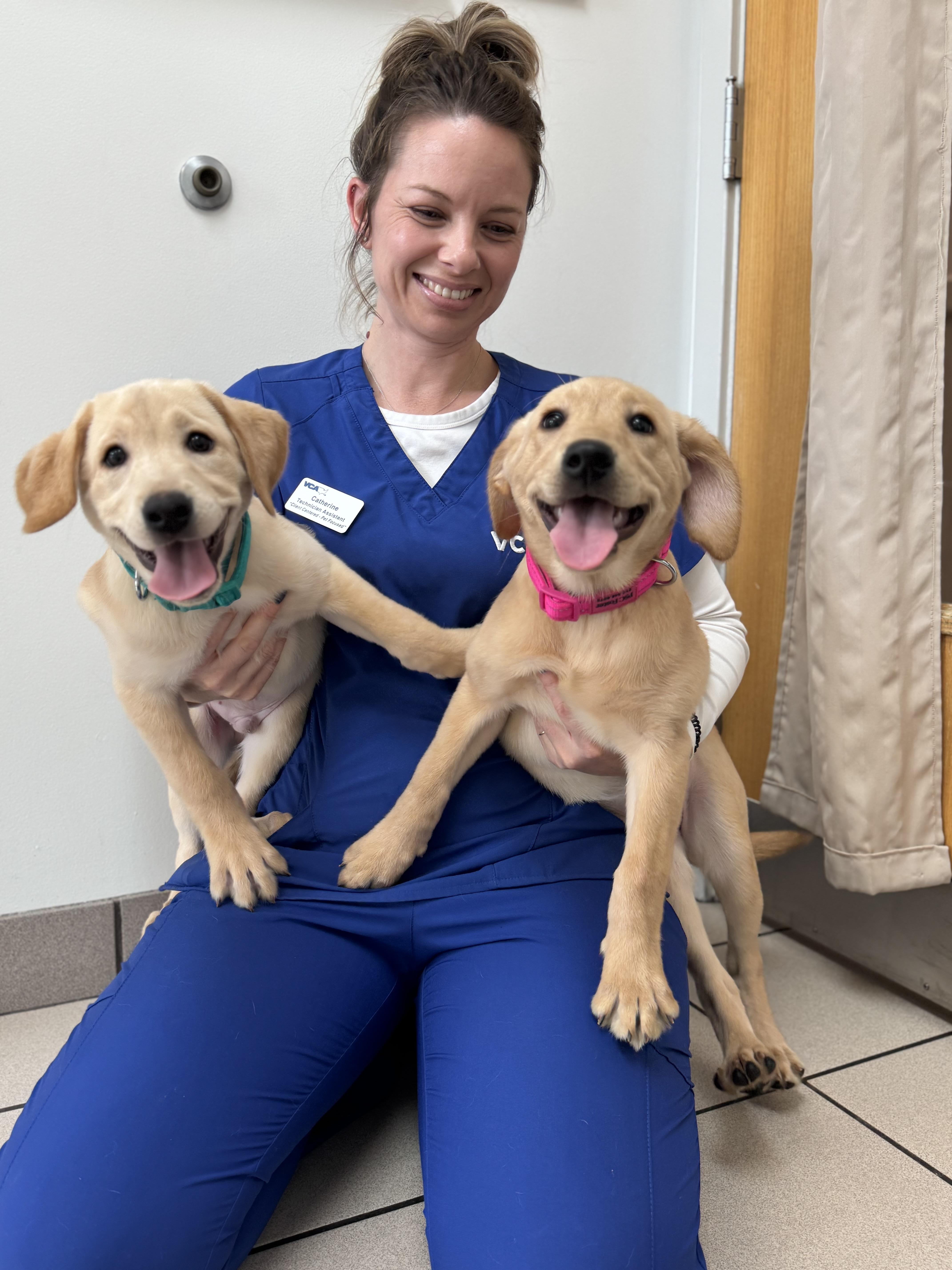 Enlarge Edna, a Adoptable Yellow Labrador Retriever in Alexandria , VA image 4/5