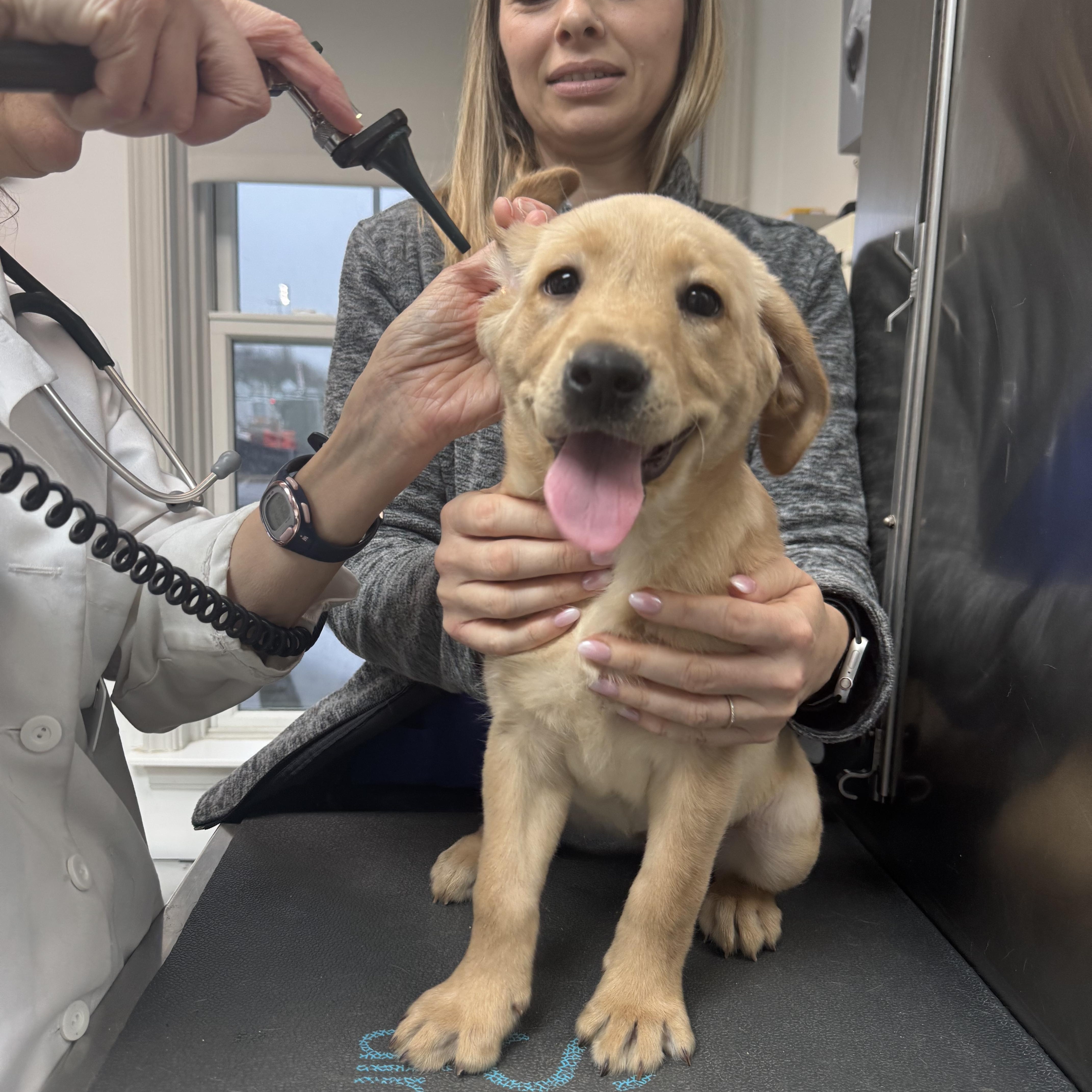 Enlarge Edna, a Adoptable Yellow Labrador Retriever in Alexandria , VA image 3/5
