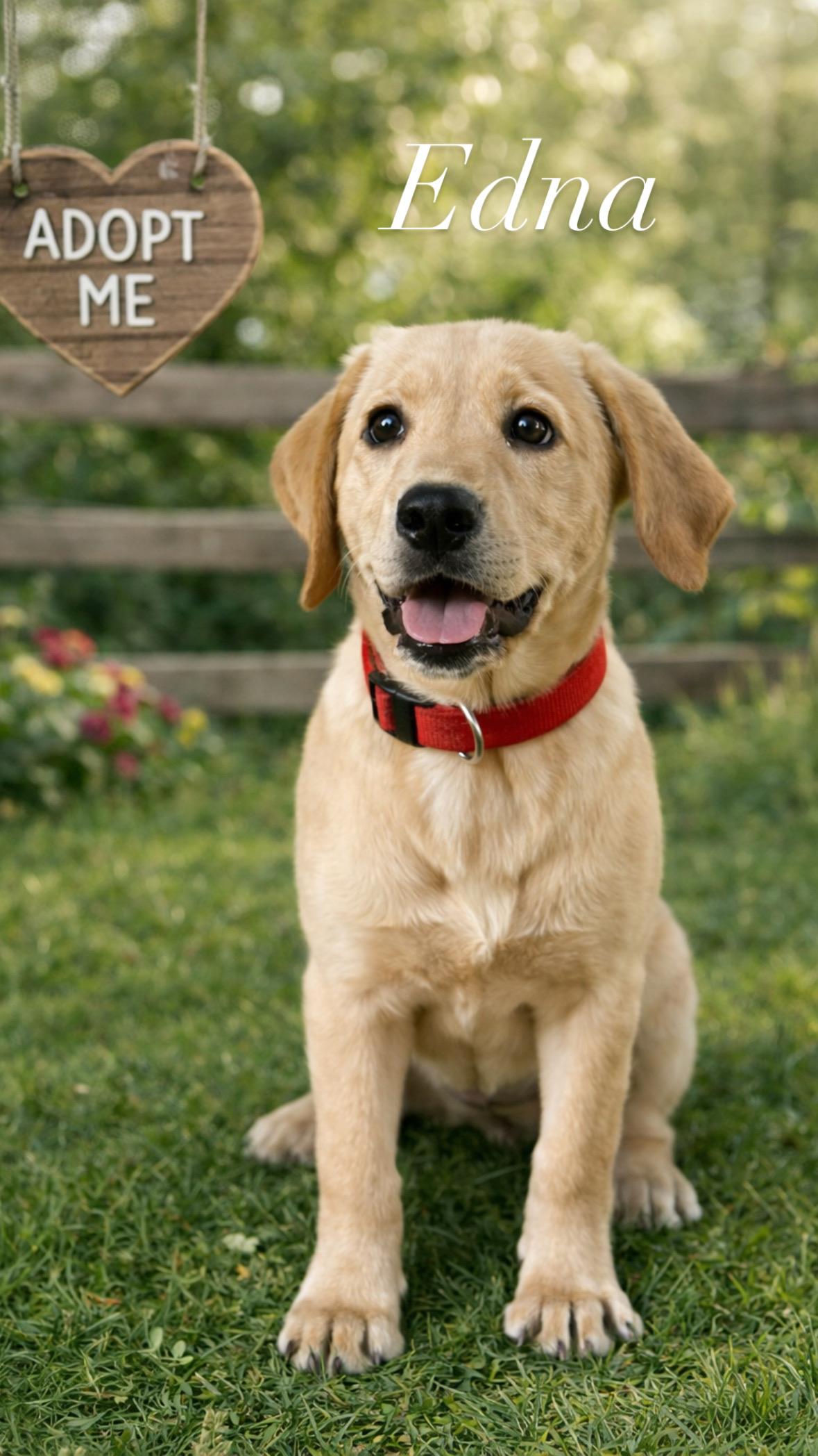 Edna, Adoptable, Puppy Female Yellow Labrador Retriever.