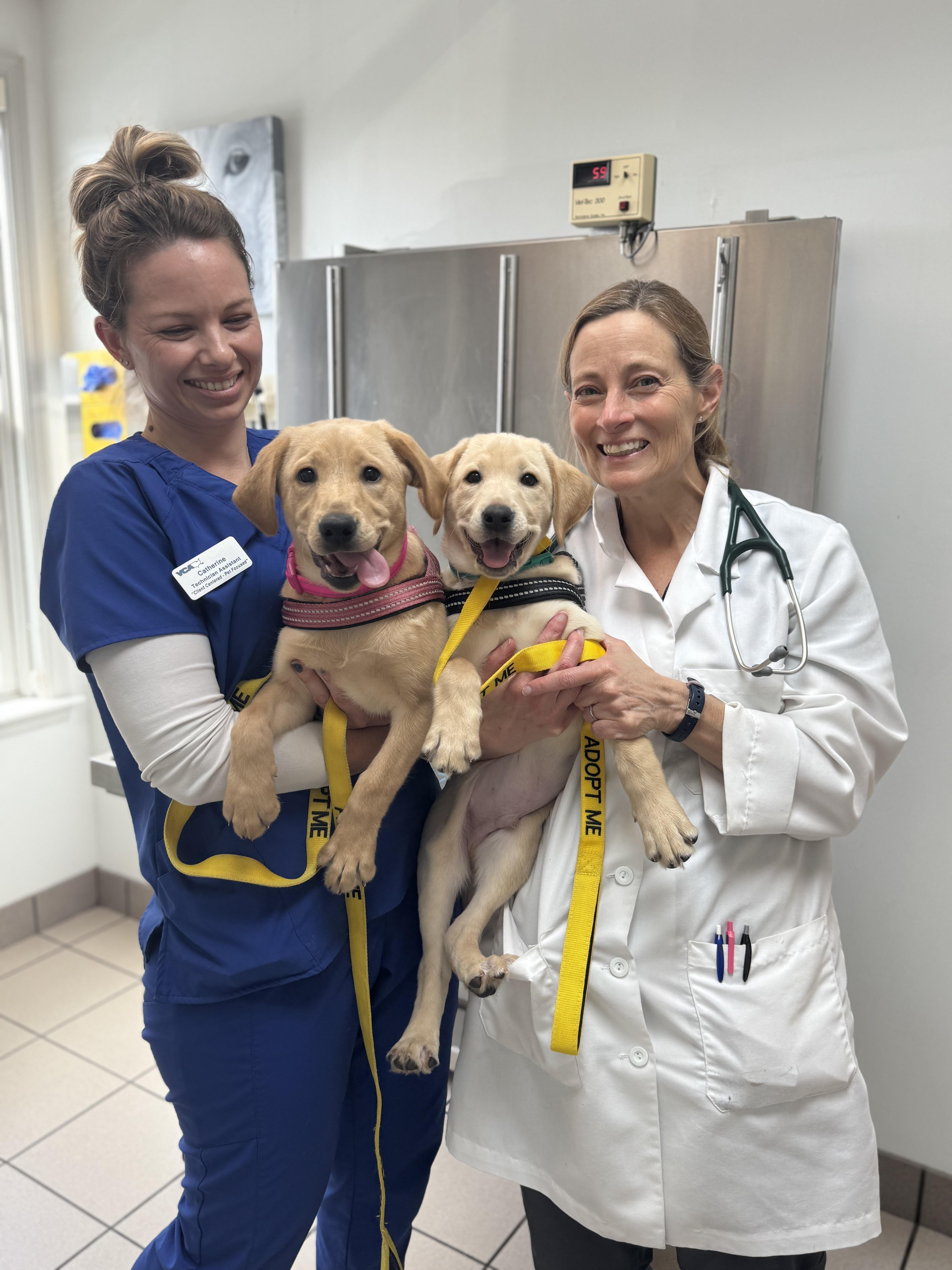 Enlarge Edna, a Adoptable Yellow Labrador Retriever in Alexandria , VA image 5/5