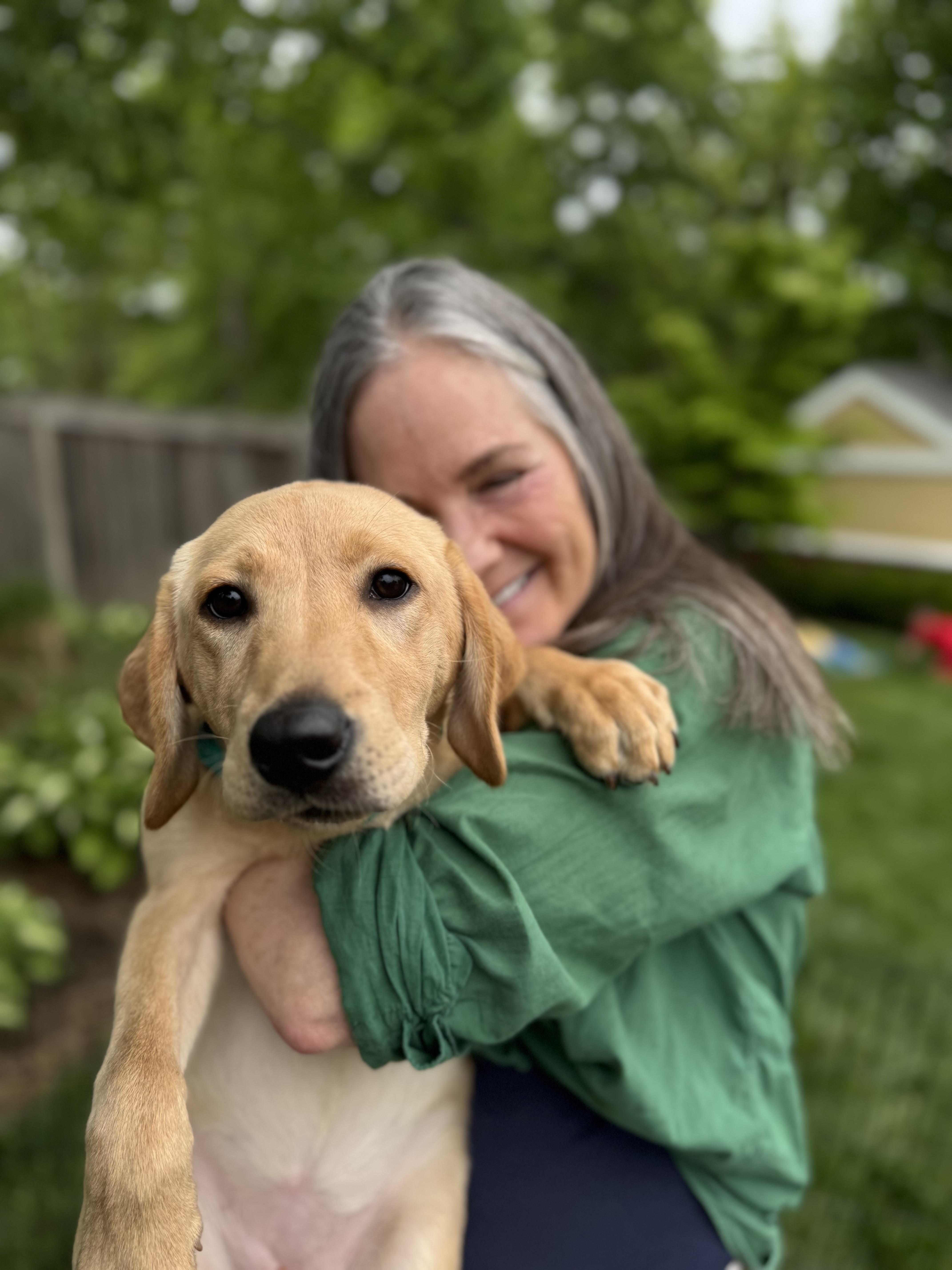 Enlarge Edna, a Adoptable Yellow Labrador Retriever in Alexandria , VA image 6/6