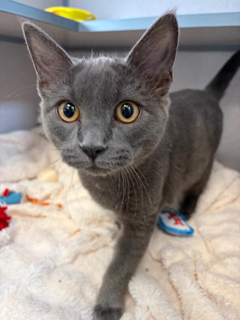 Franklin, Adoptable, Kitten Male Domestic Short Hair.