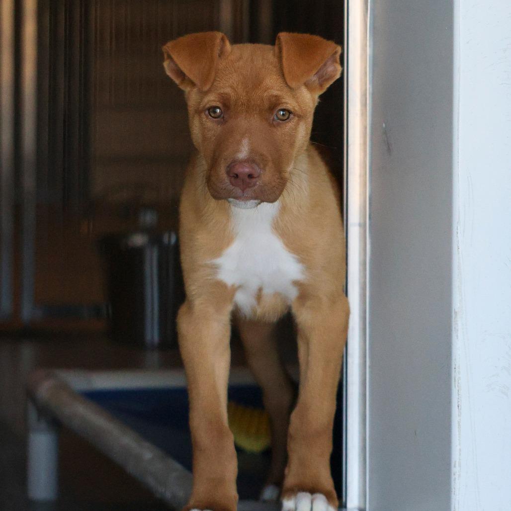 Enlarge Randy, a Adoptable Mixed Breed in Bradenton, FL image 1/1